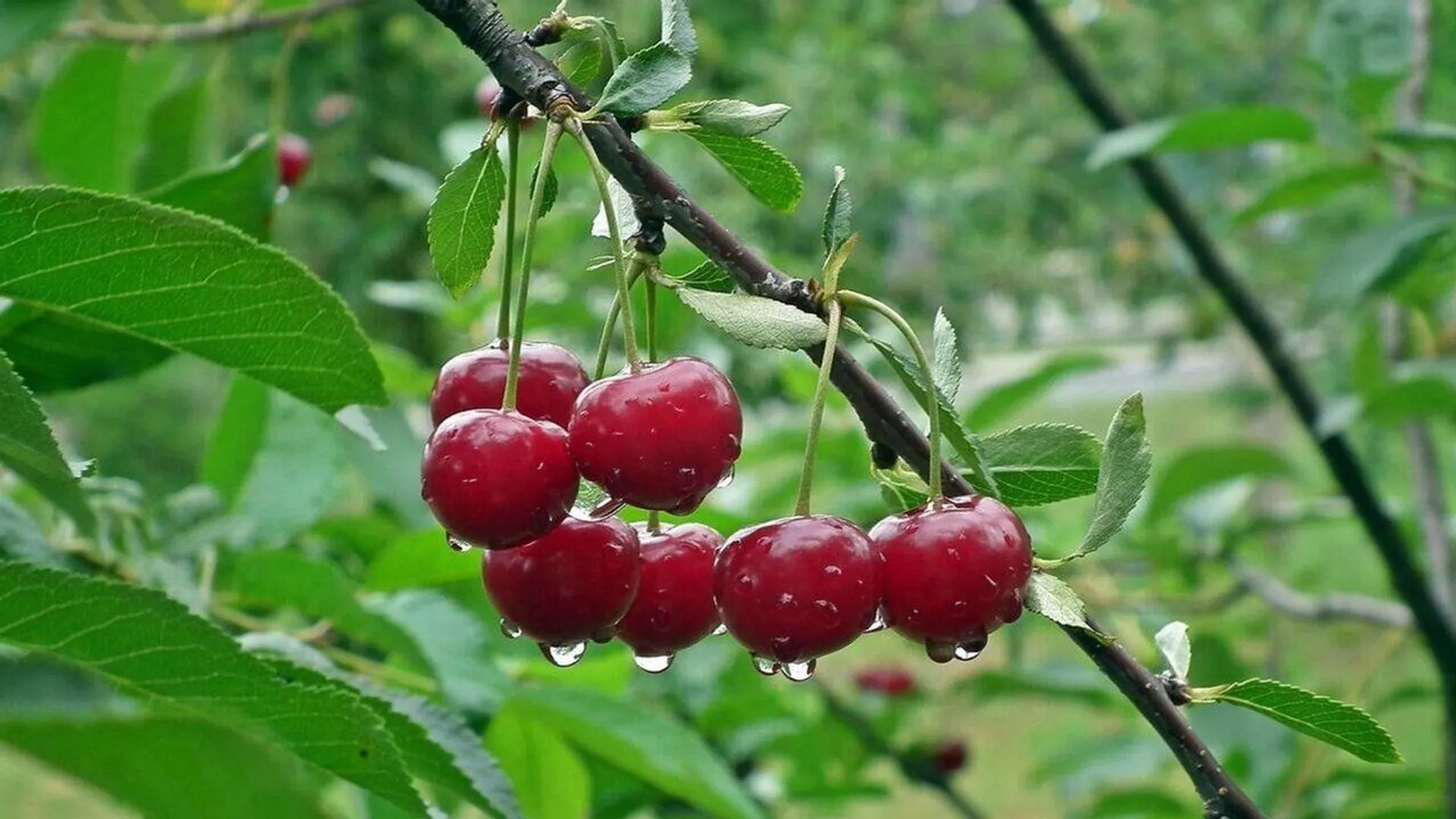 czereśnie, ceny czereśni