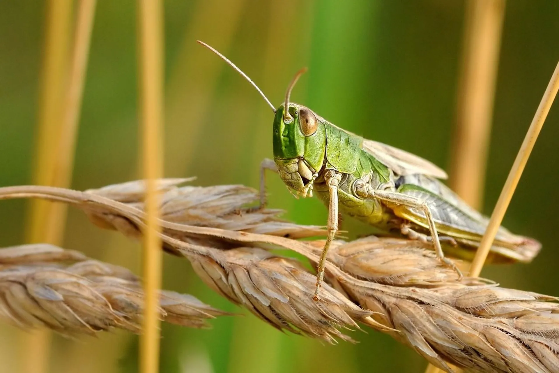 szarańcza