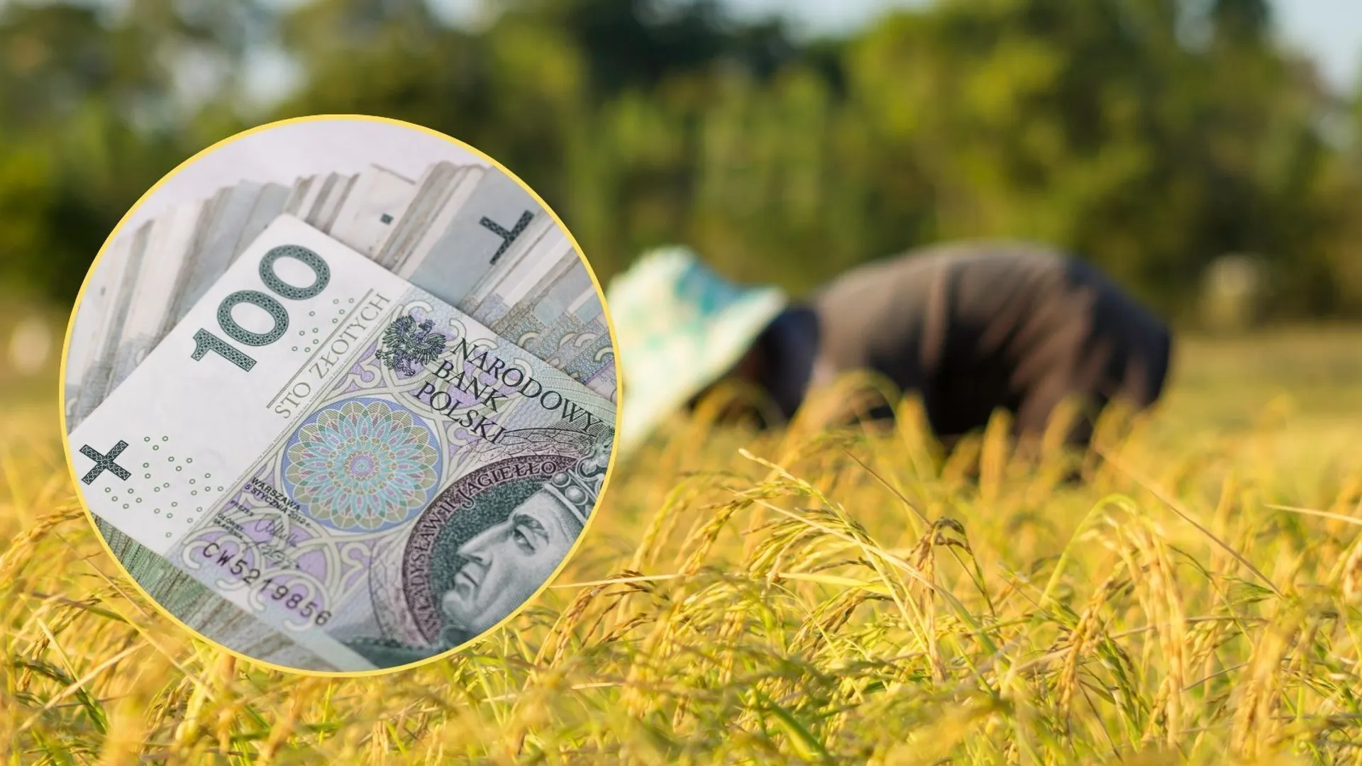 dopłaty dla rolników 