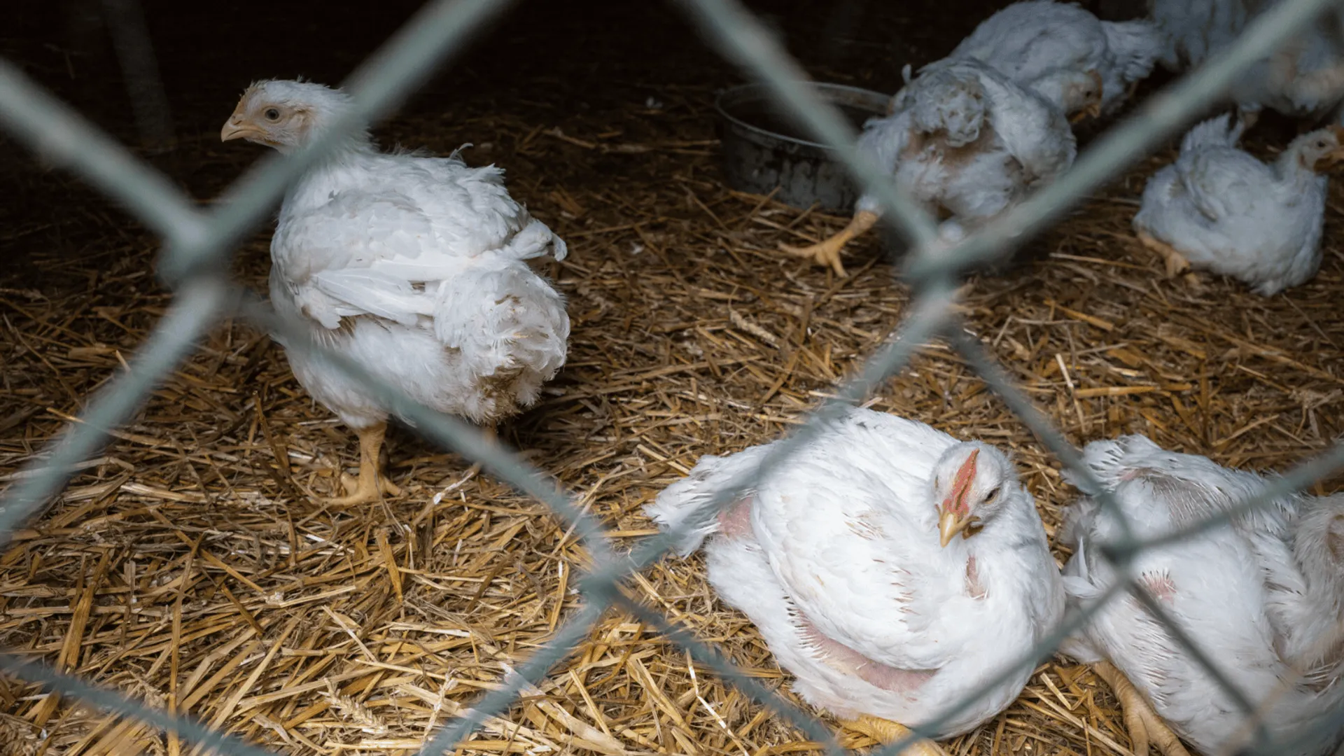 Groźny wirus nie odpuszcza. Wprowadzono specjalne zasady dla hodowców