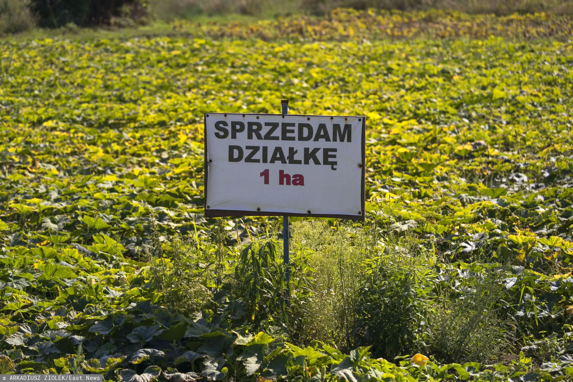 Działka rolna
