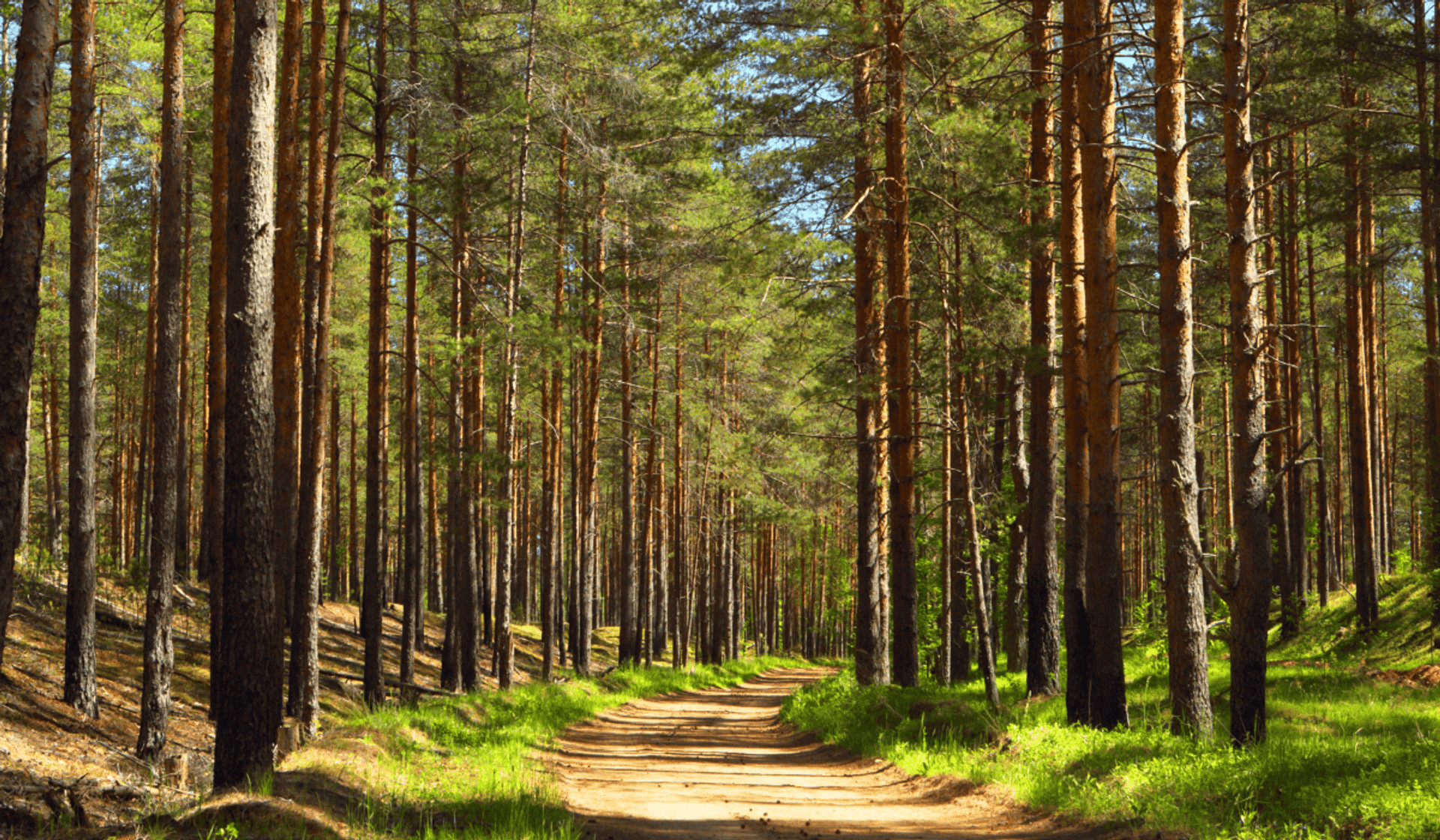 Las (zdjęcie poglądowe)