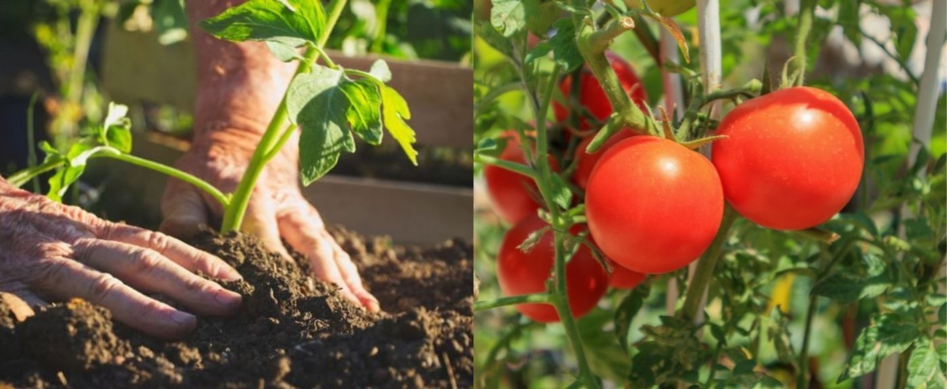 Pomidory wyrosną jeszcze większe