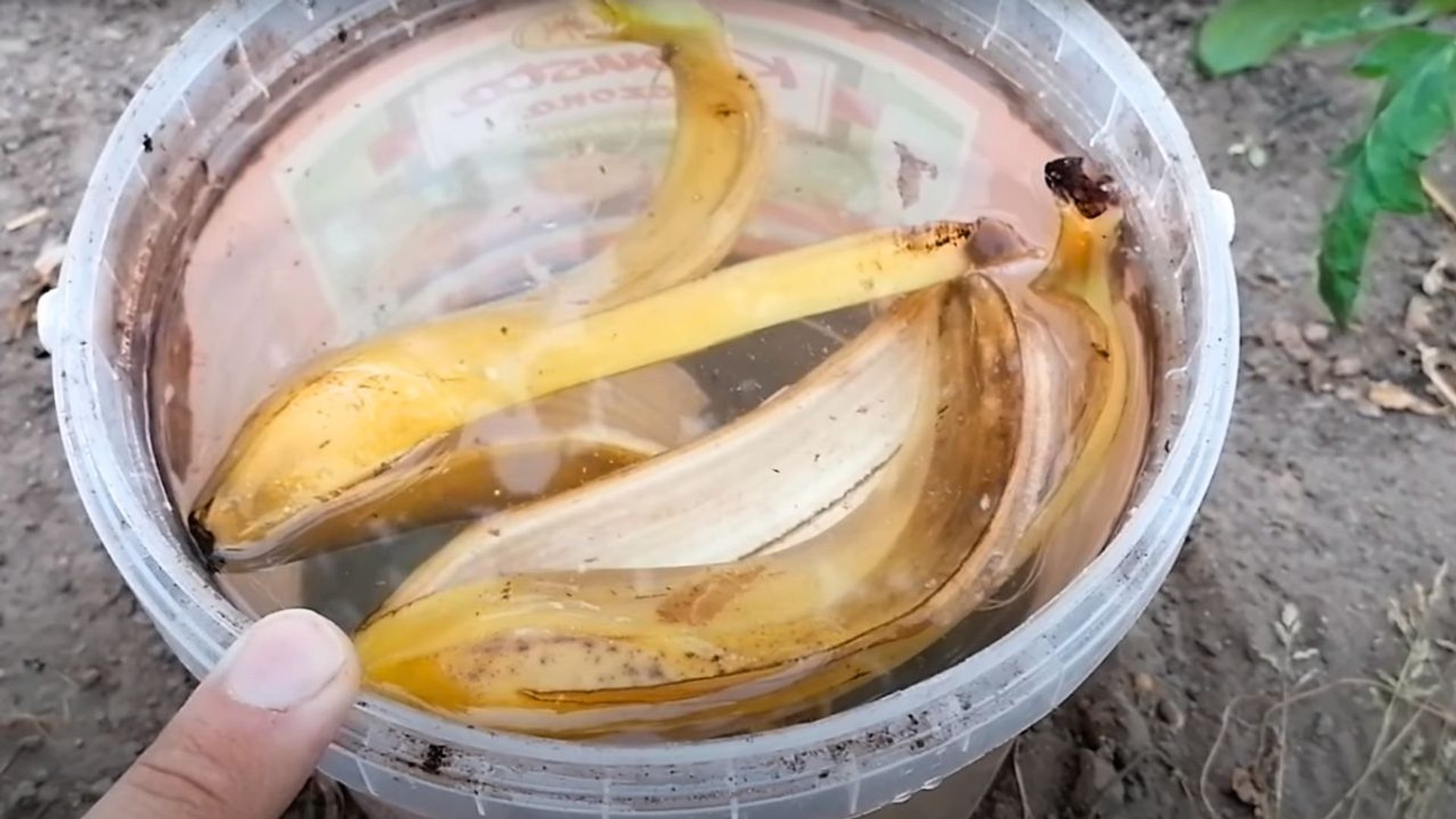 Gnojówka z bananów