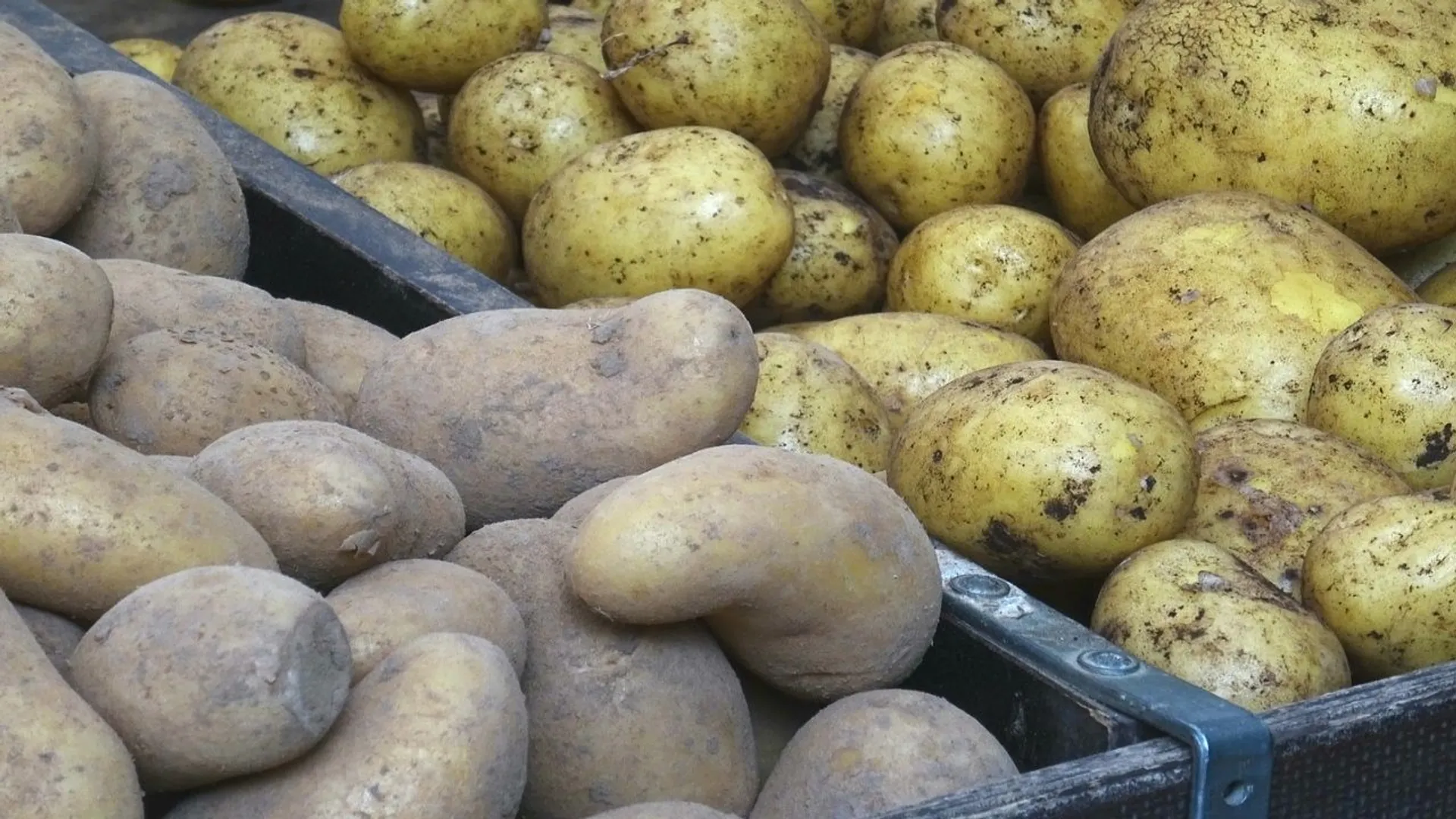 ziemniaki