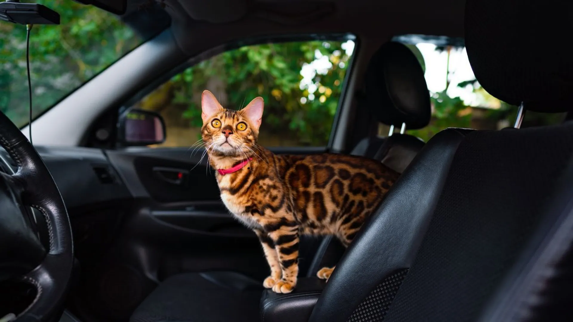 jak przewozić kota w samochodzie