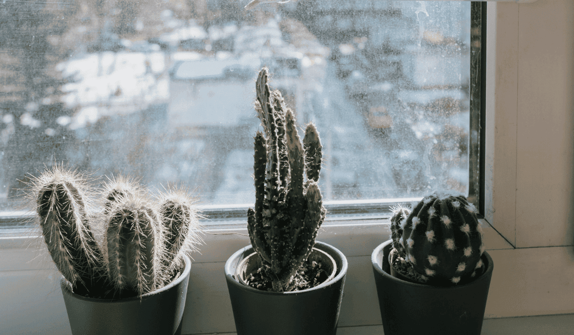 Kaktusy na parapecie okna