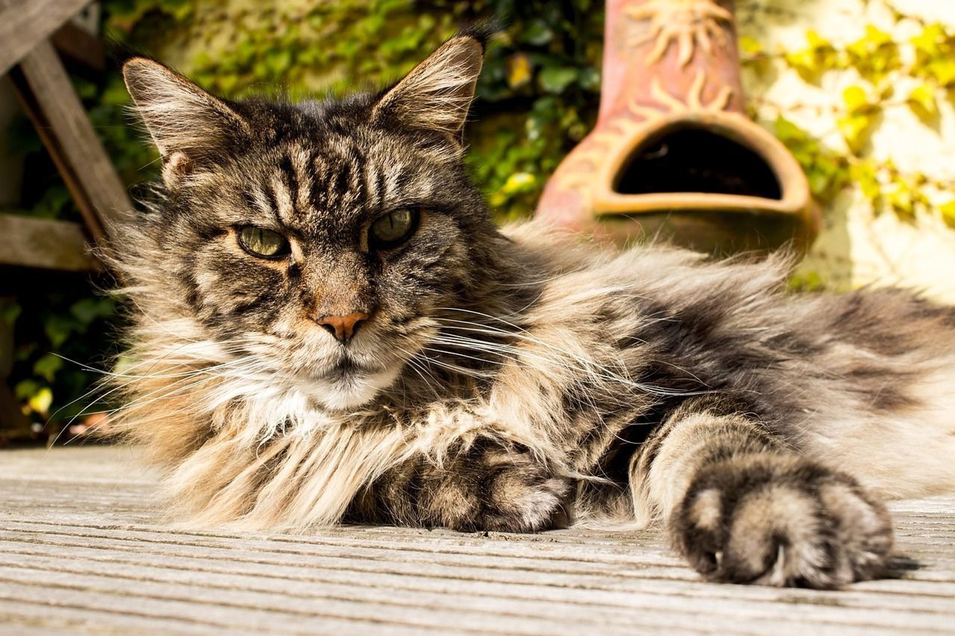 Koty długowłose – poznaj najwspanialszych przedstawicieli