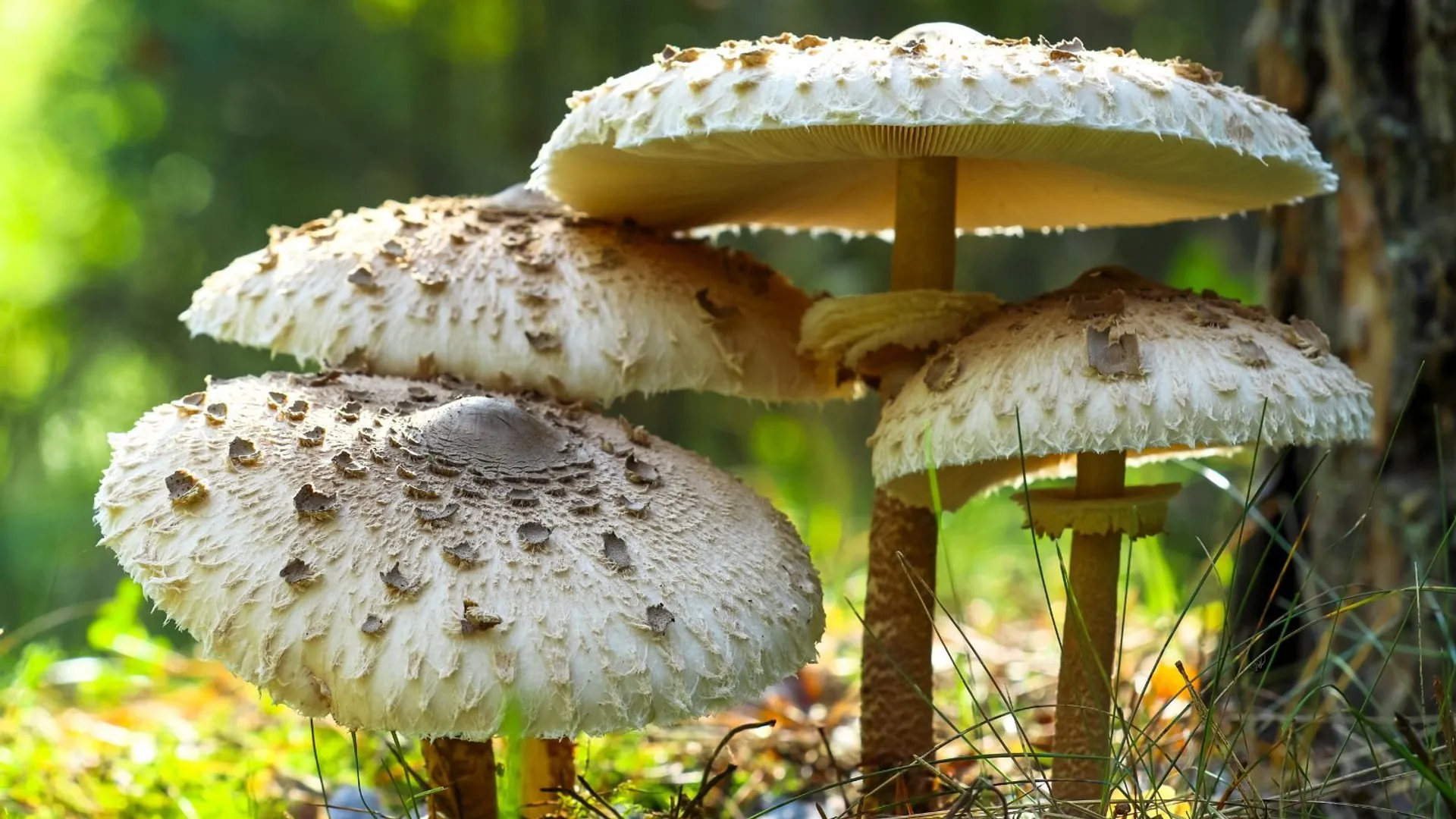 Jak odróżnić kanię od muchomora sromotnikowego? 3 najważniejsze różnice