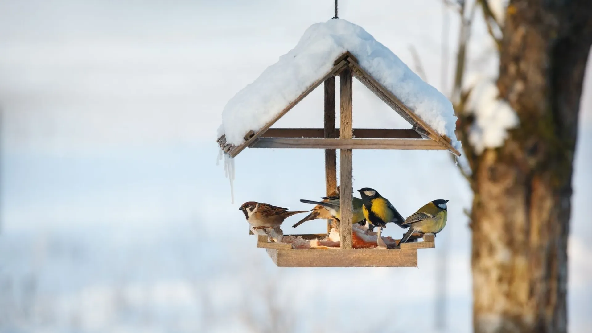 Nie wystarczy sam karmnik. Zrób to w ogrodzie, a pomożesz ptakom przetrwać zimę