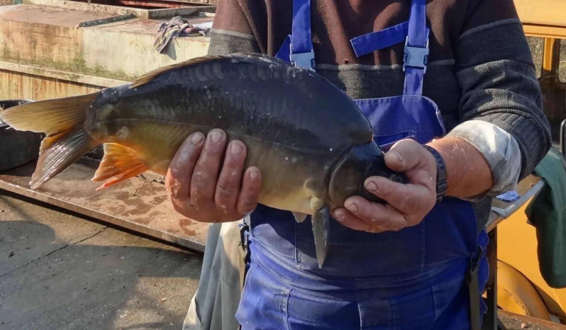 karp