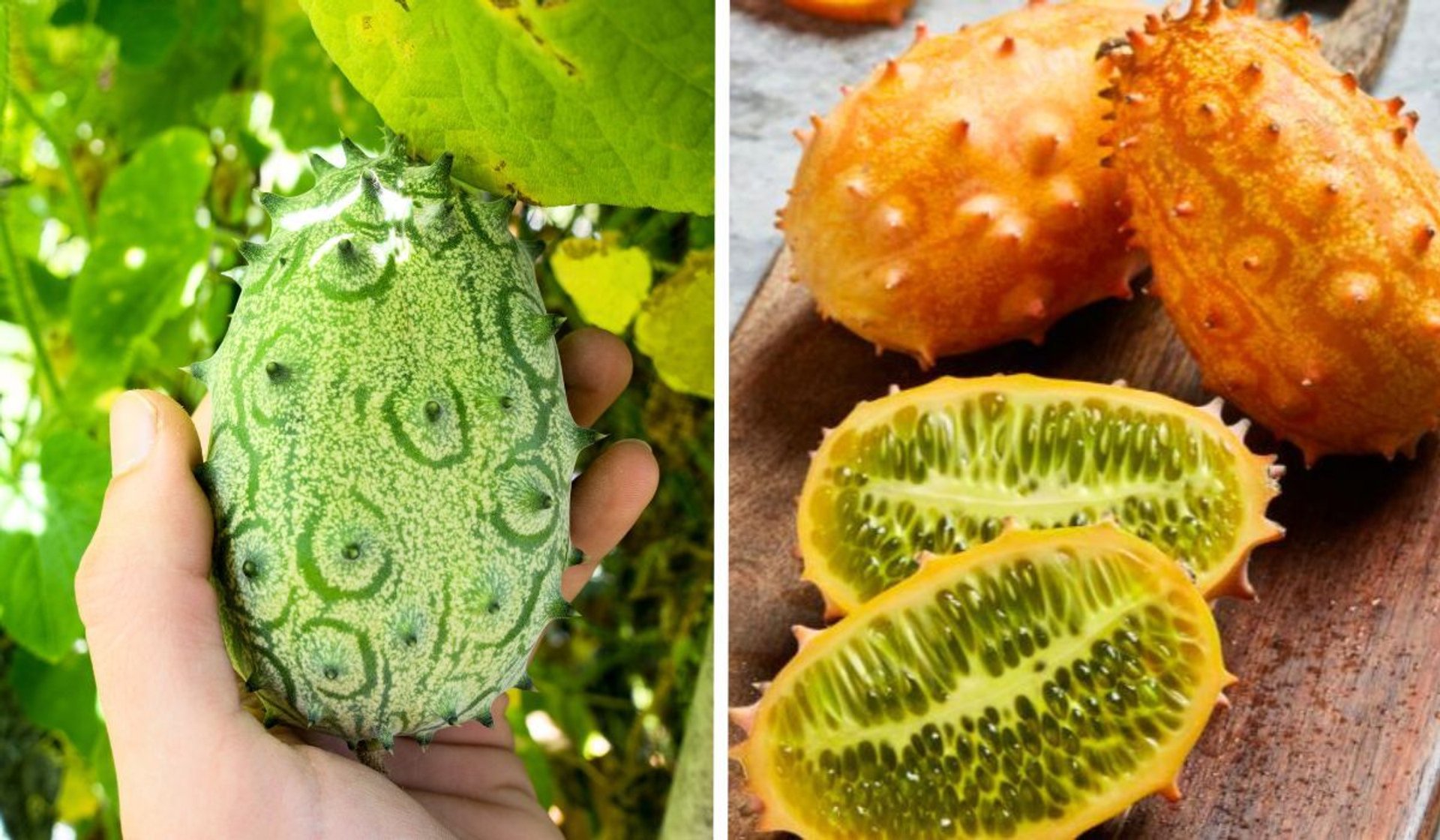 kiwano