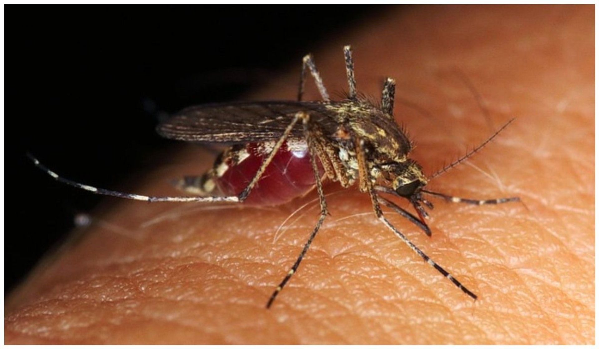 Komary przenoszą wirus Zachodniego Nilu