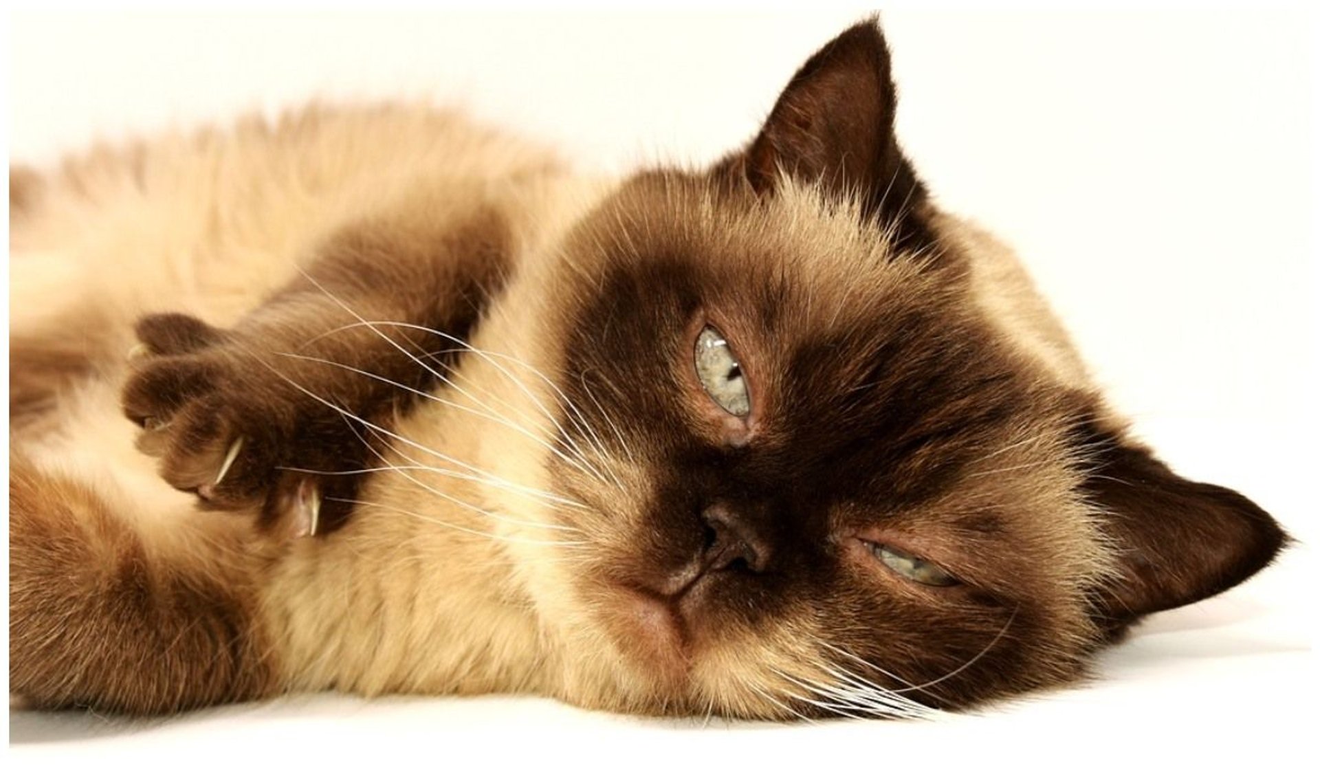 Kolor wymiocin kotów potrafi wiele powiedzieć o ich zdrowiu