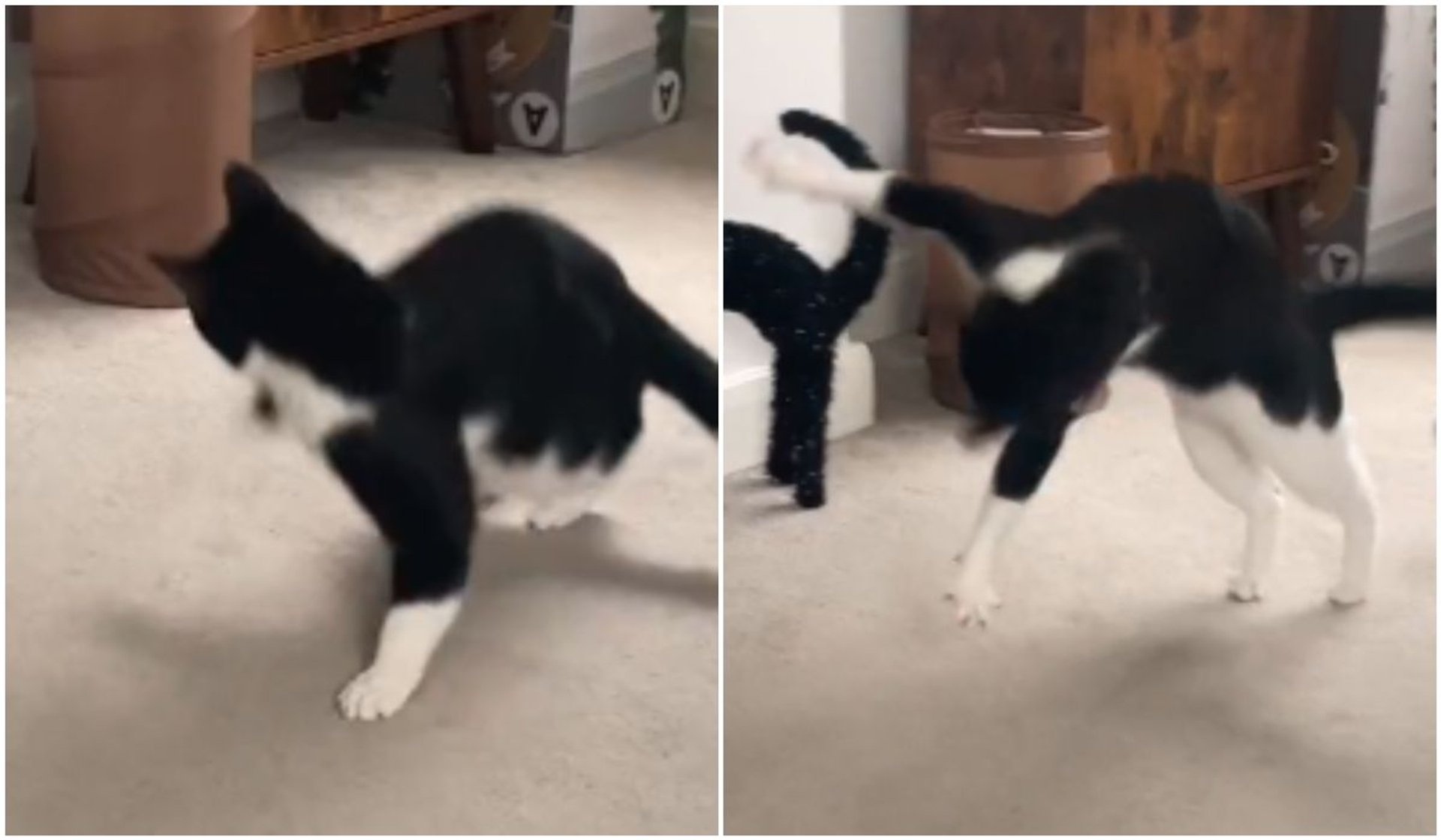 Viralowe wideo pokazuje walkę kota z halloweenową dekoracją