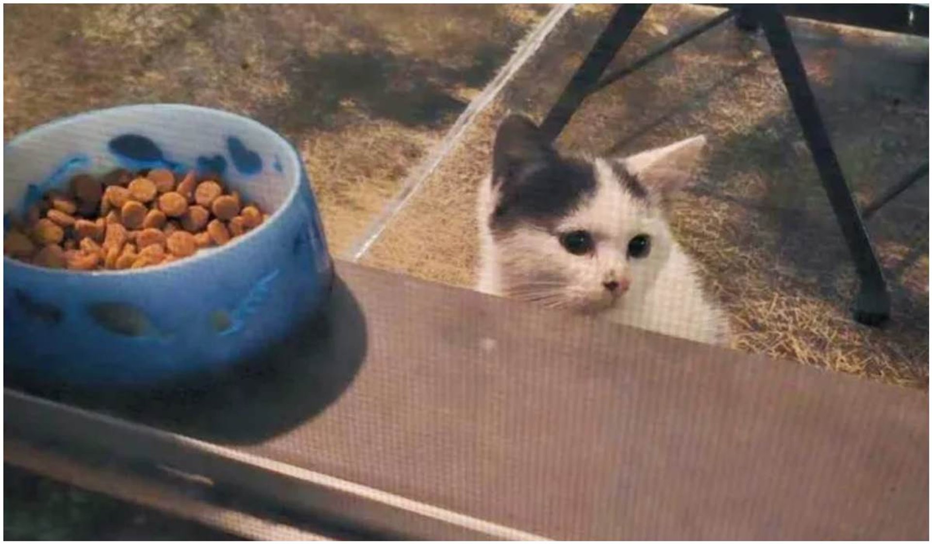 Kot wdrapał się na balkon i prosił o jedzenie