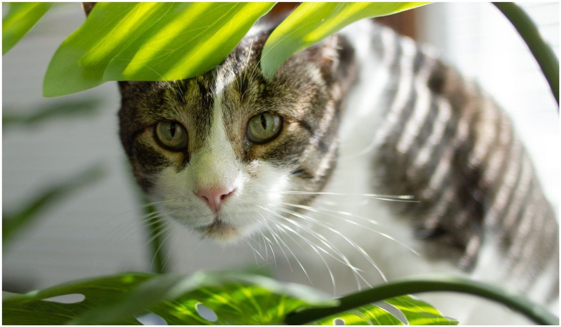 Niektóre popularne rośliny doniczkowe mogą być szkodliwe dla kotów