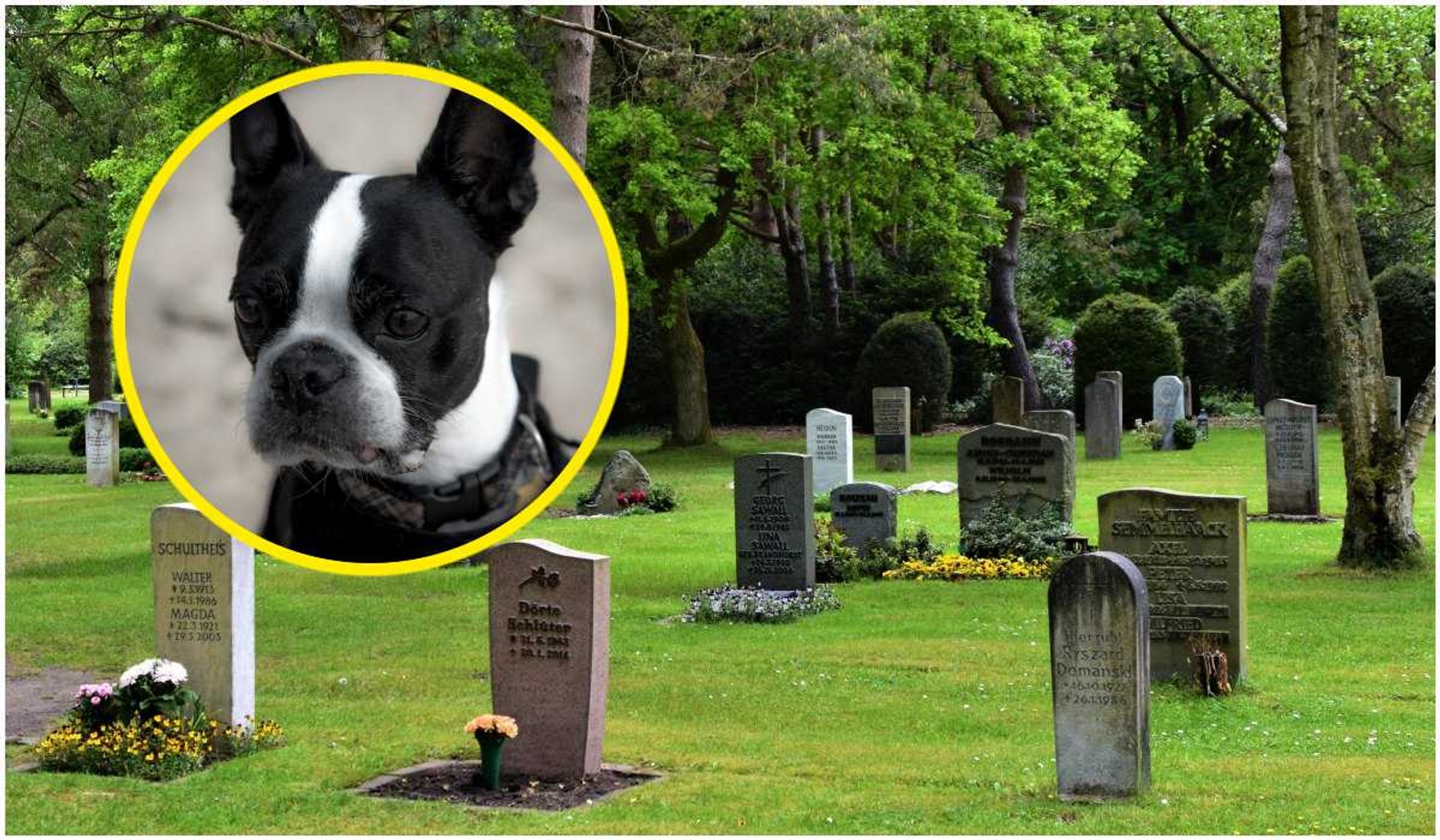 Ile kosztuje kremacja zwierzęcia domowego?