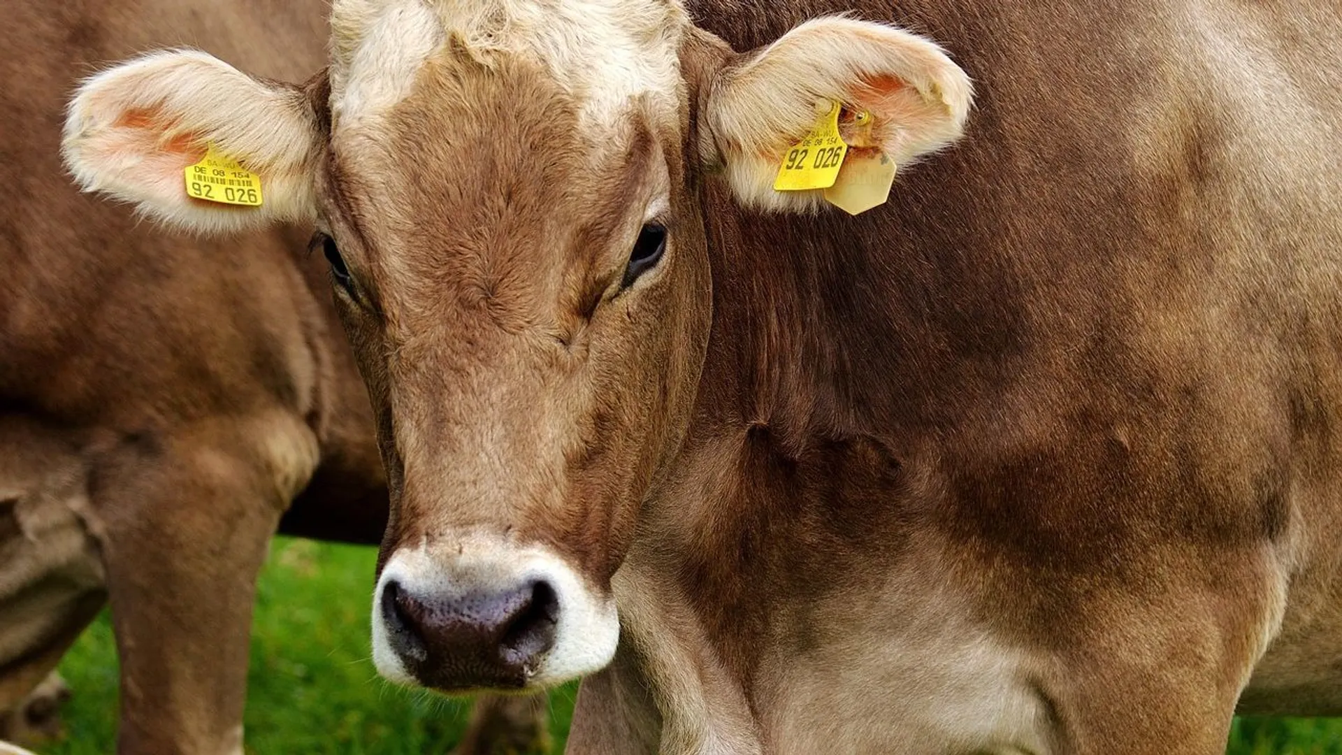 Krowa, bydło