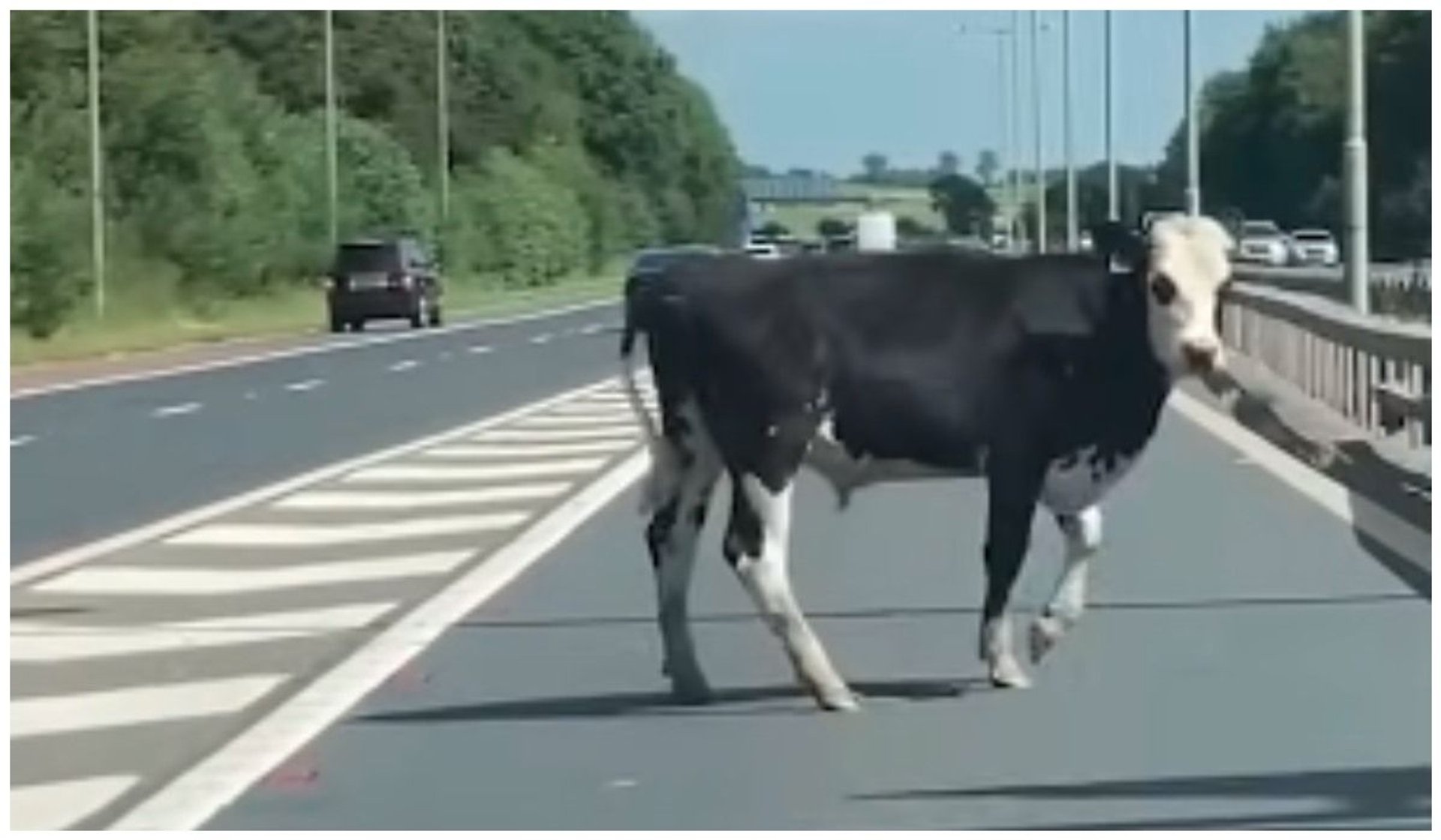 Krowa biegała po autostradzie