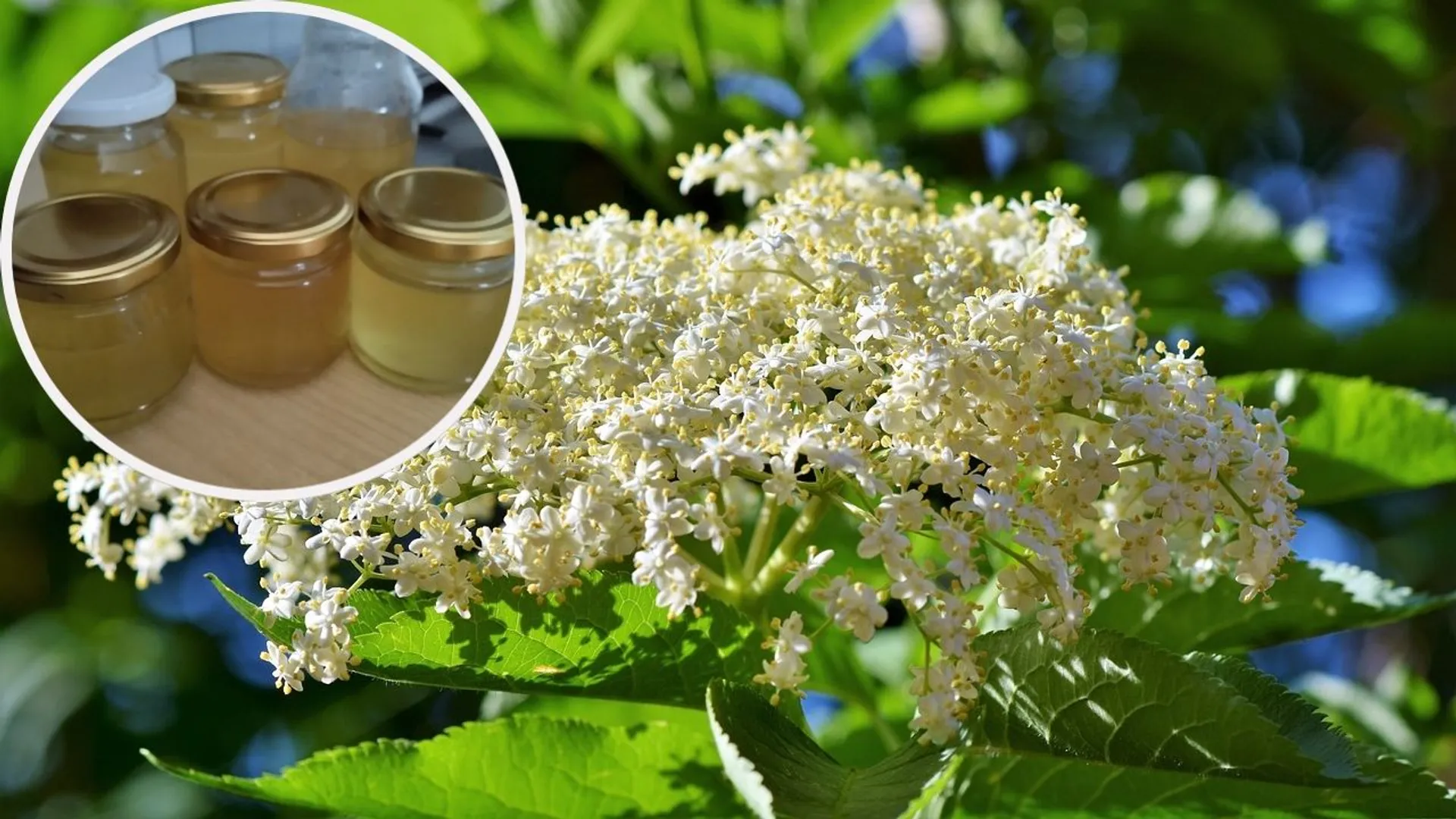 czarny bez, syrop