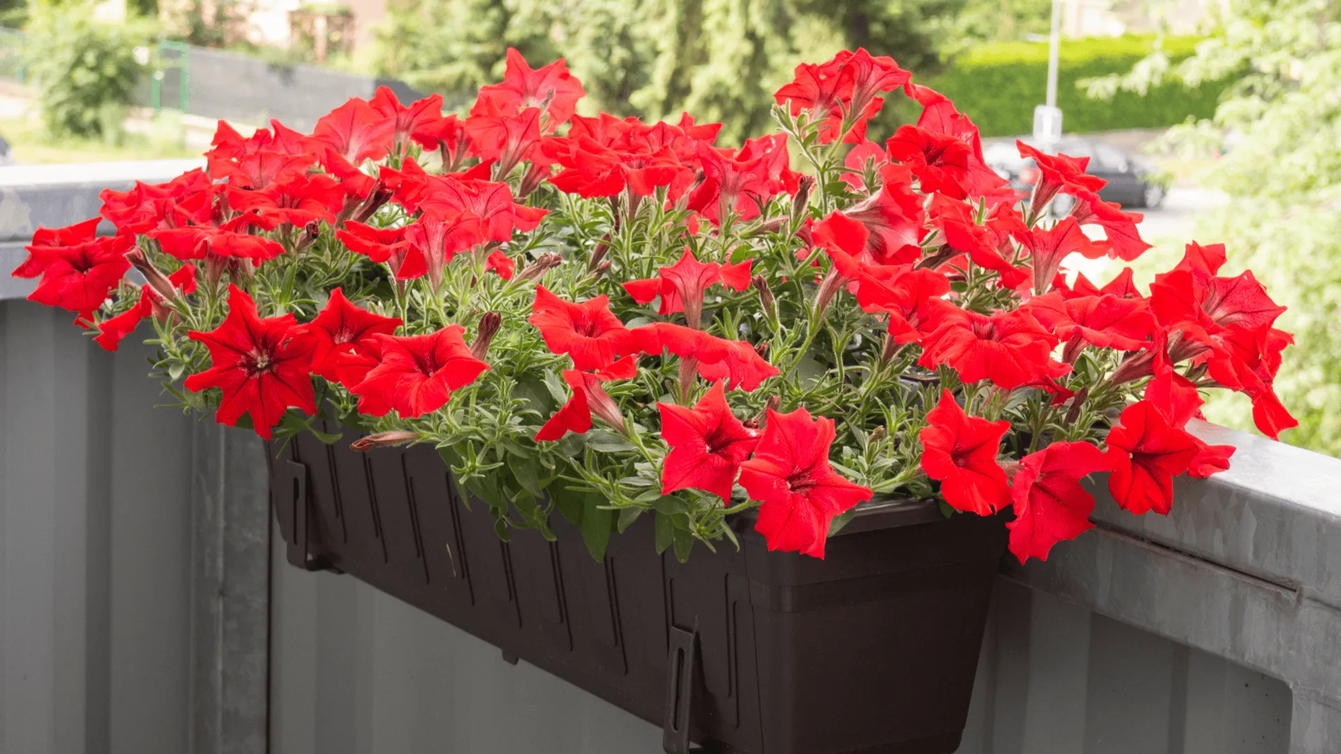 Koniec plastikowych doniczek do 2030 roku: Unijne plany i ich wpływ na rynek ogrodniczy