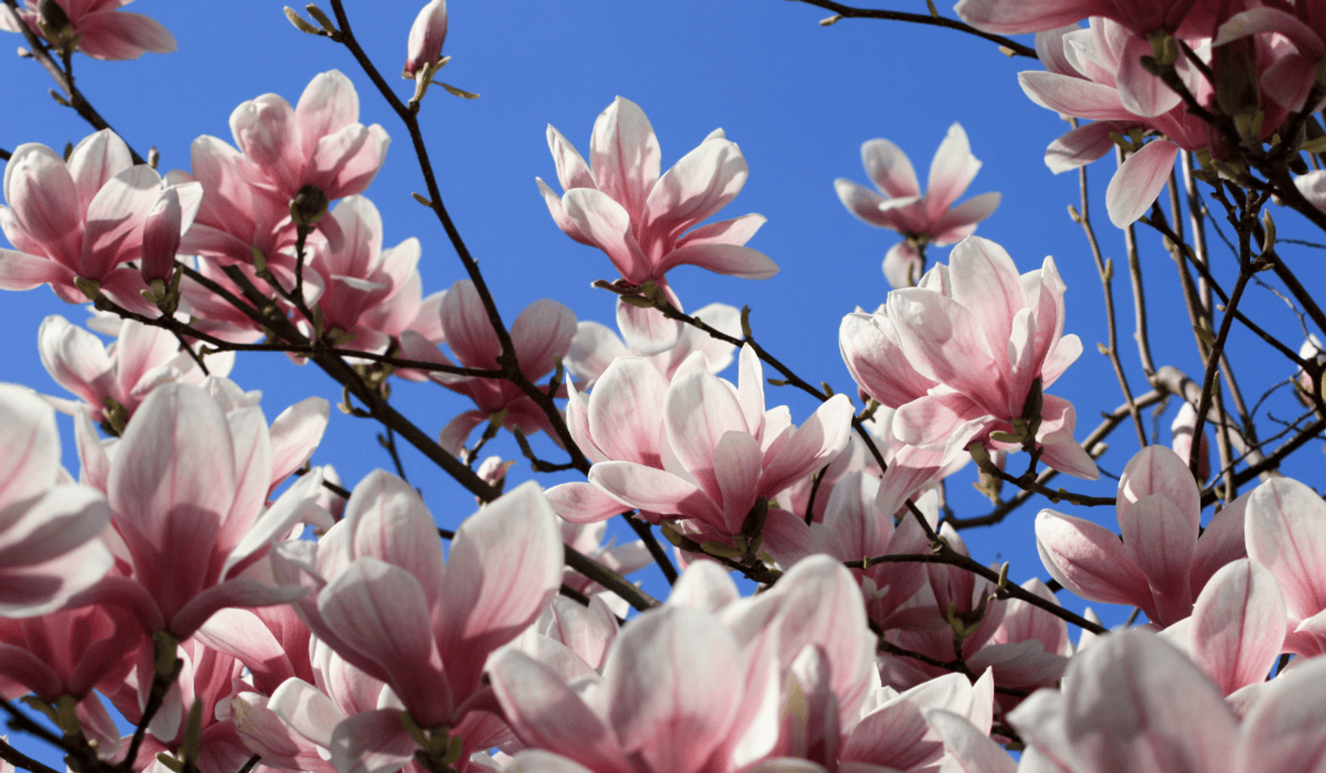 jadalne kwiaty magnolii