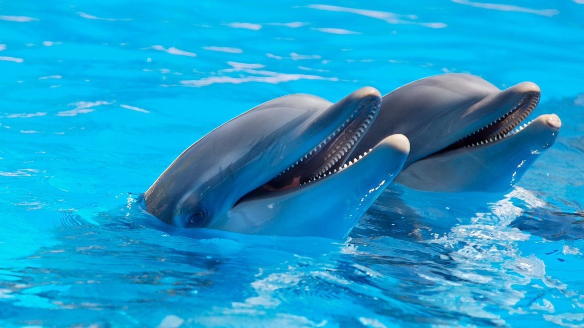 Dwa delfiny butlonosy w basenie.