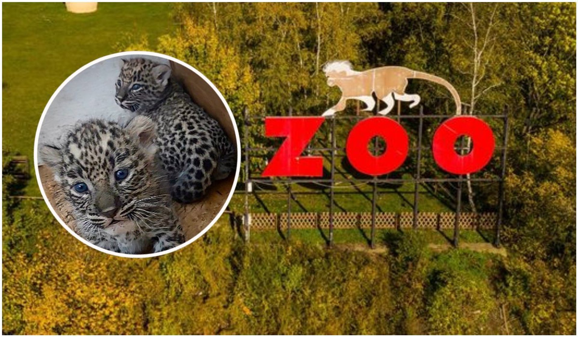 W płockim zoo na świat przyszły rzadkie cętkowane zwierzęta