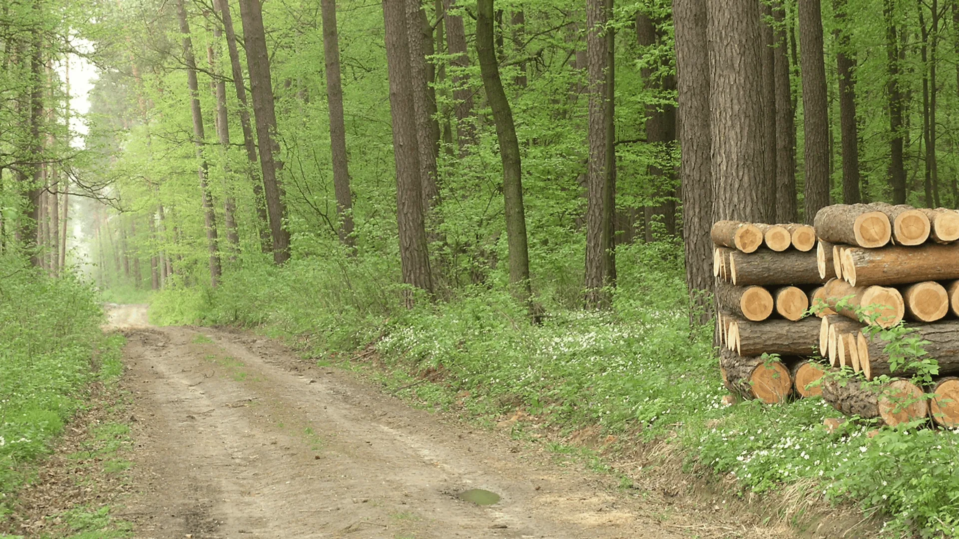 Nie wchodźcie do lasu. Tajemniczy drapieżnik wywołał alarm pod Koszalinem