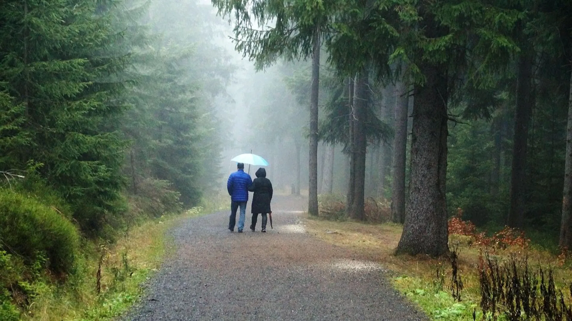 las, ludzie, deszcz