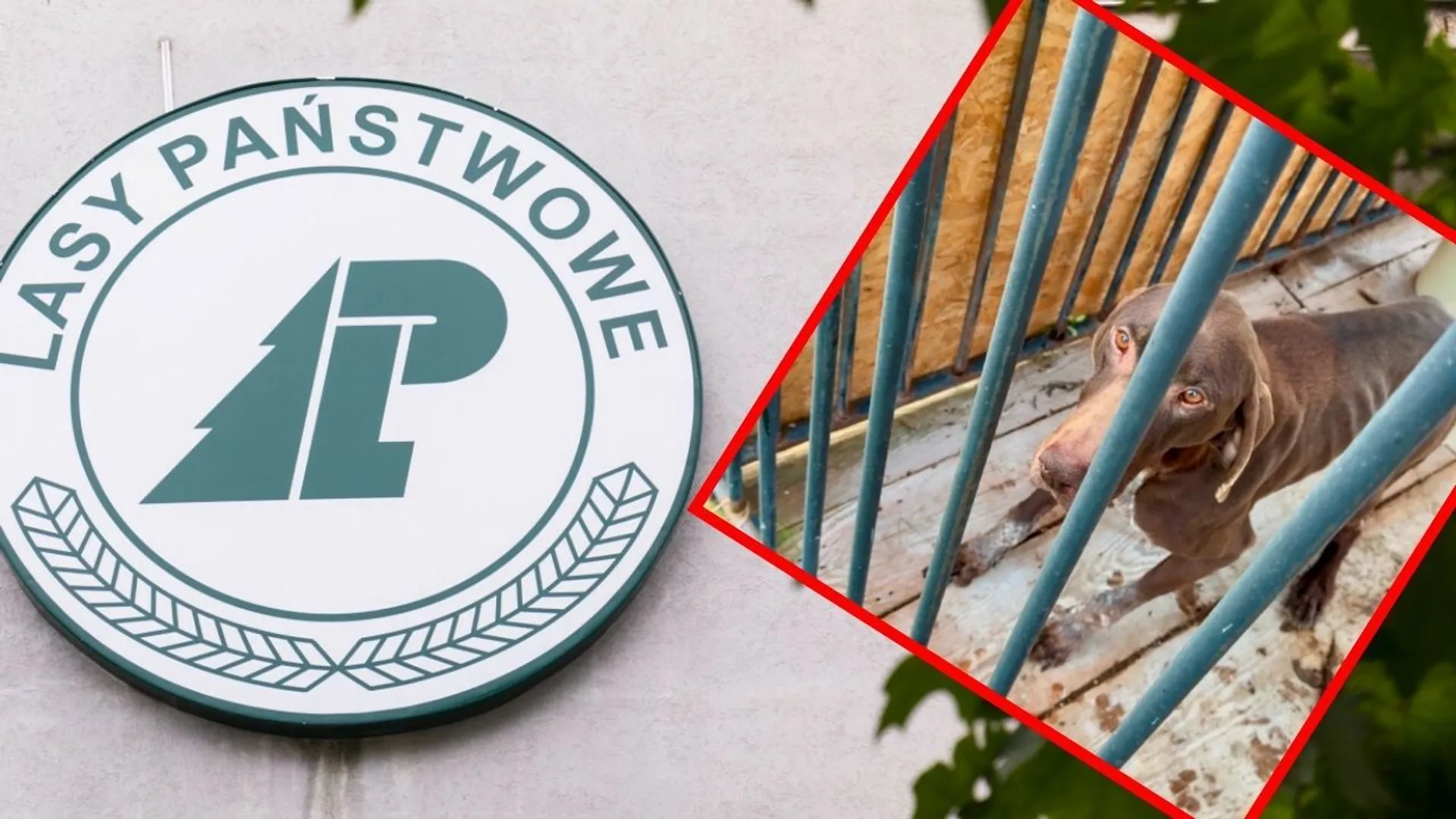 Pies, lasy Państwowe