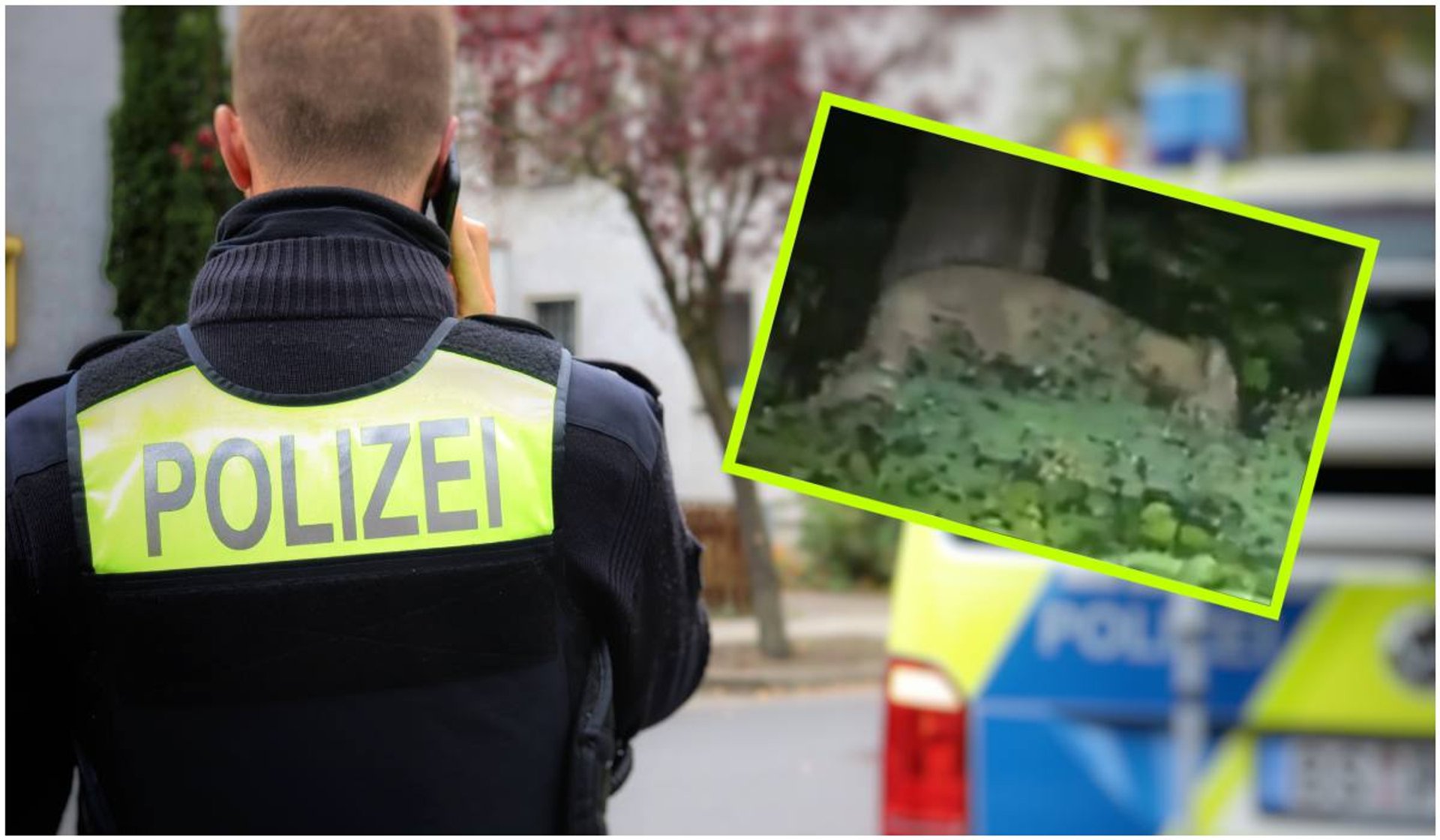 Niemiecka policja od kilku dni poluje na dzikiego kota, który chodzi po ulicach