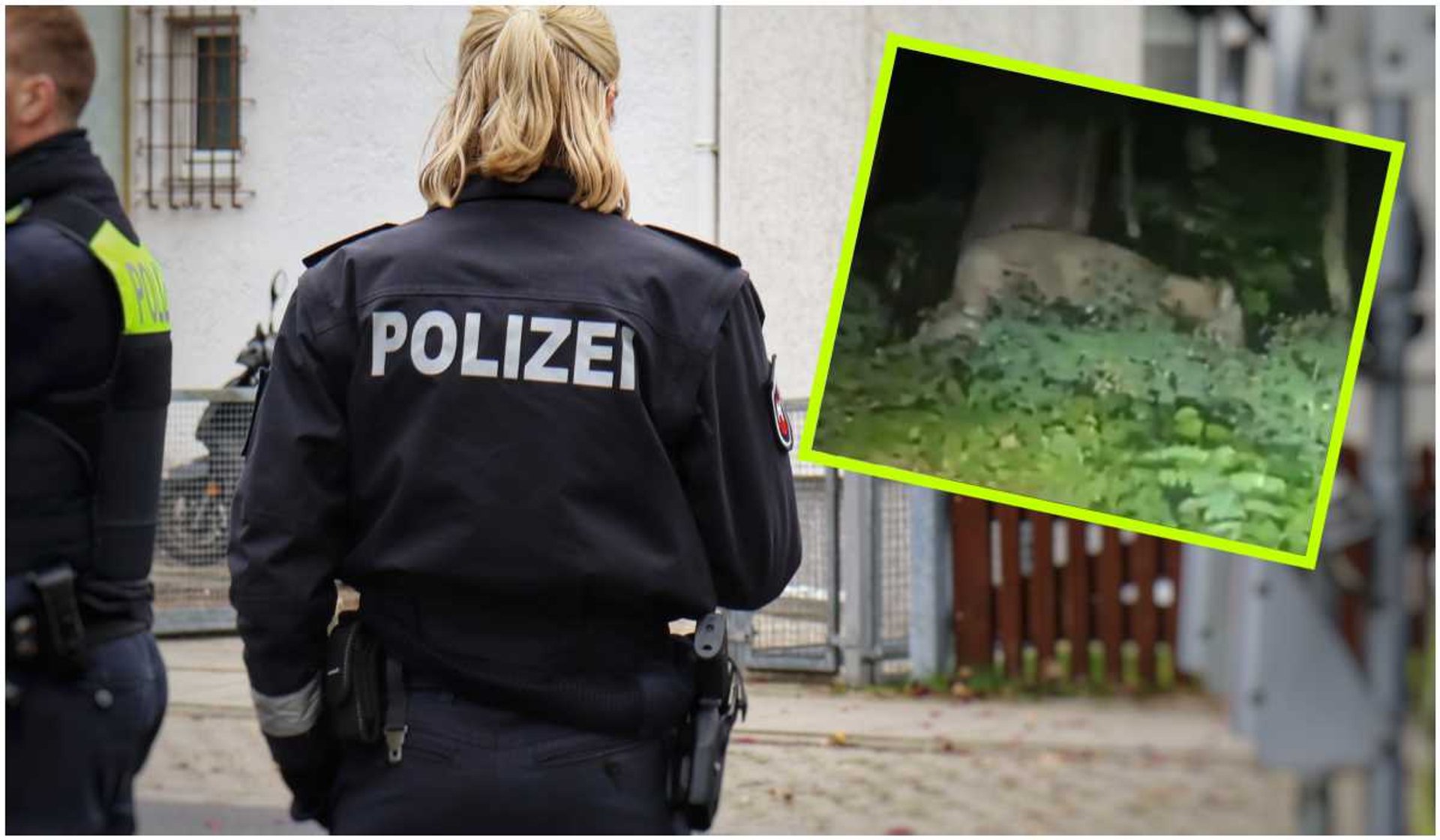 Niemiecka policja ostrzega. Po Berlinie grasuje lew