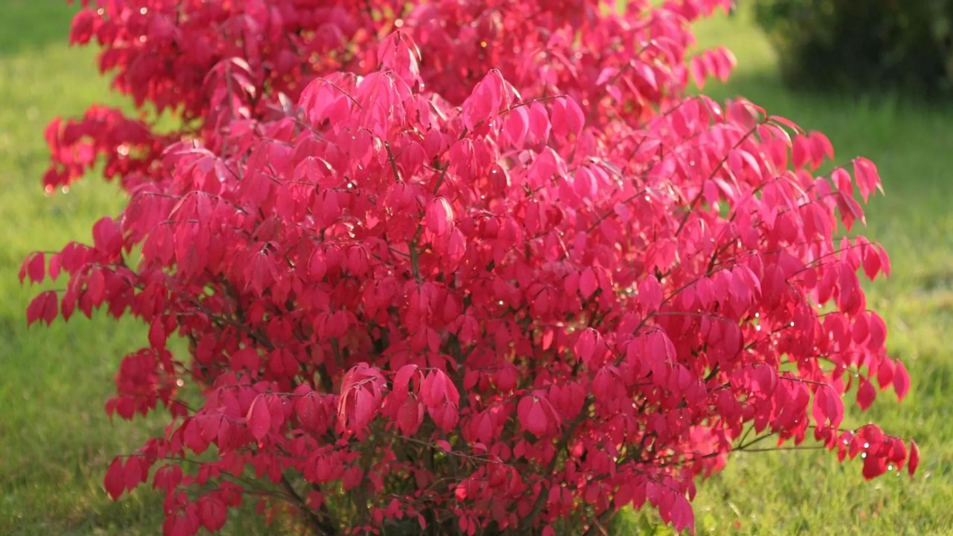 Trzmielina oskrzydlona