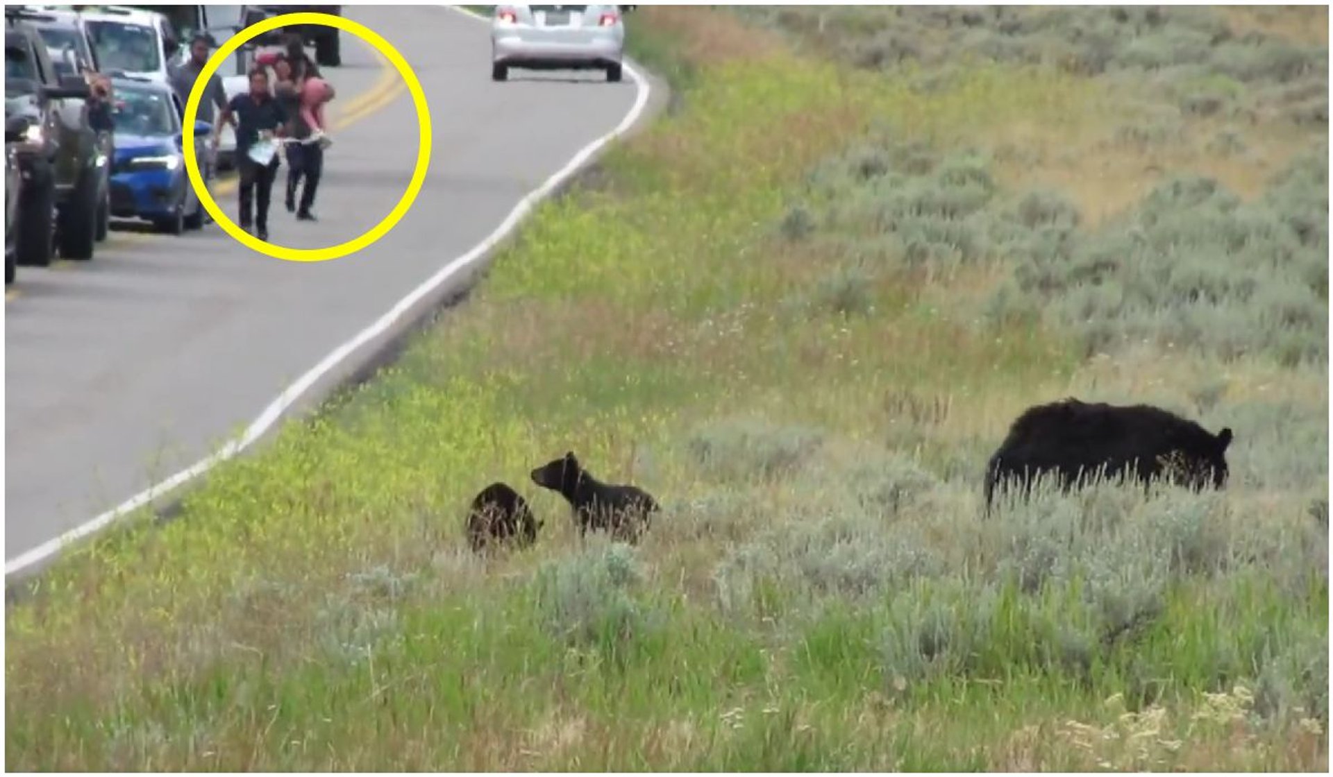 Turyści zauważyli niedźwiedzicę stojącą przy drodze z małymi. Zachowali się lekkomyślnie
