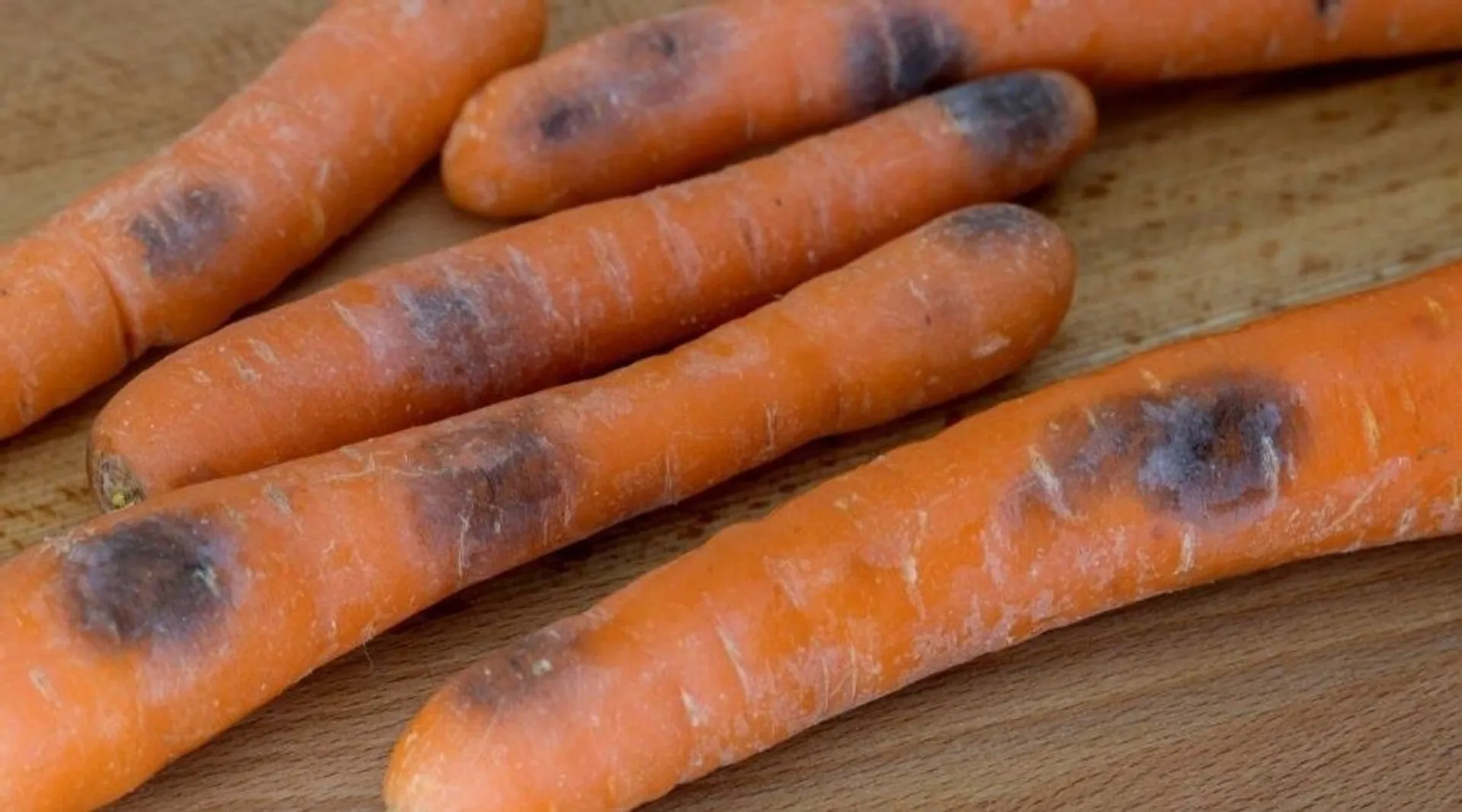 marchewka z czarnymi plamami