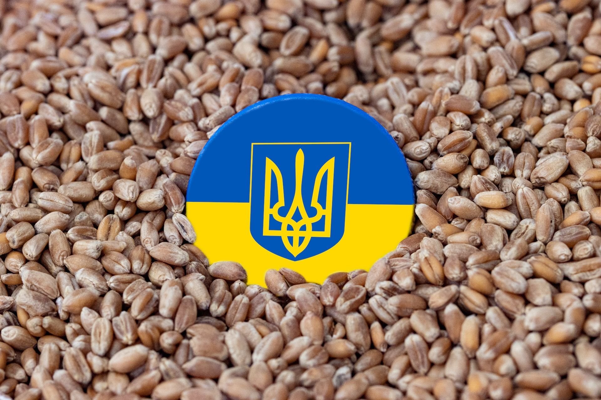 Ziarno pszenicy z herbem Ukrainy