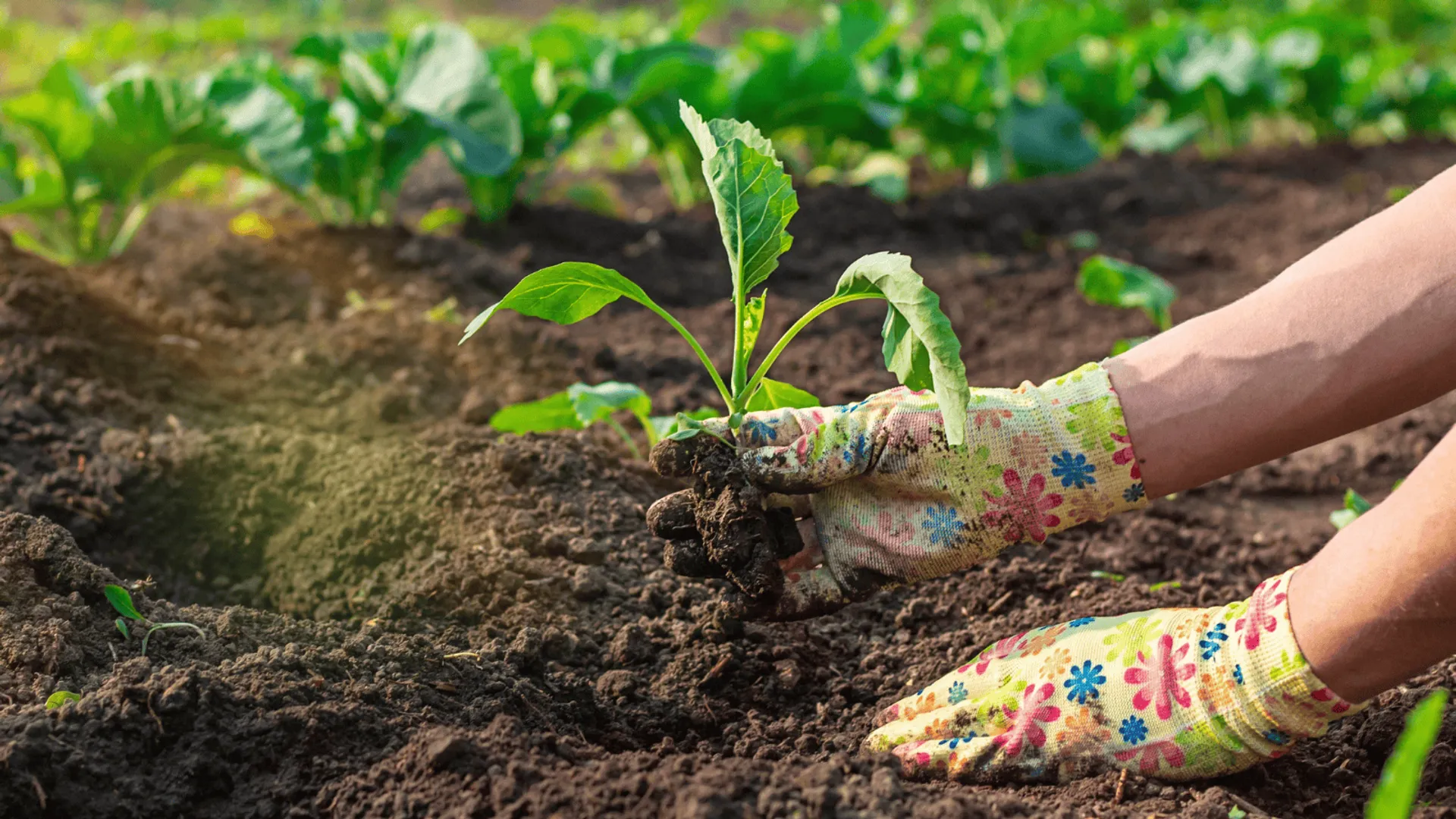 Młoda kapusta - dlaczego warto ją jeść i co z niej zrobić