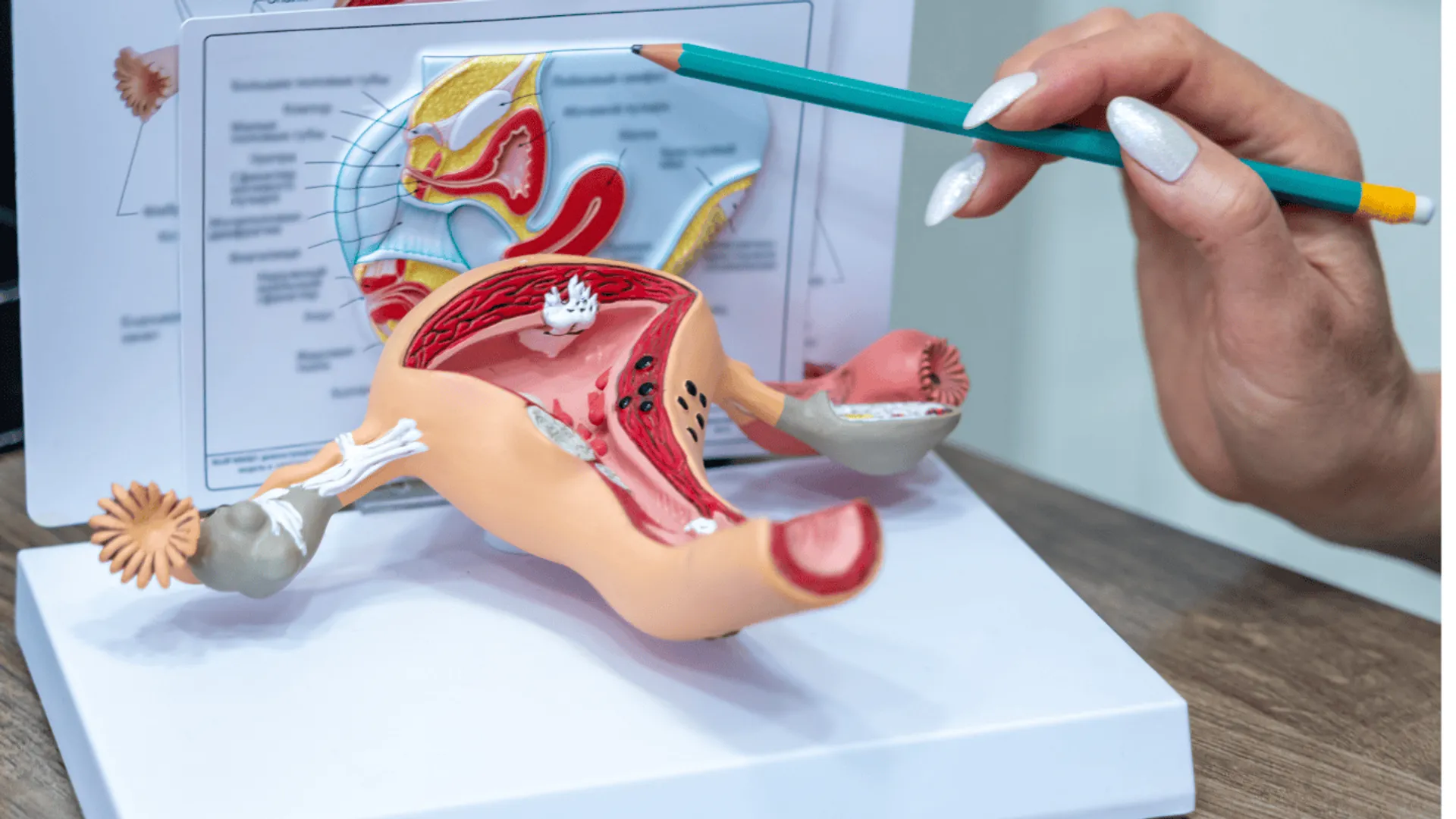 model układu rozrodczego kobiety