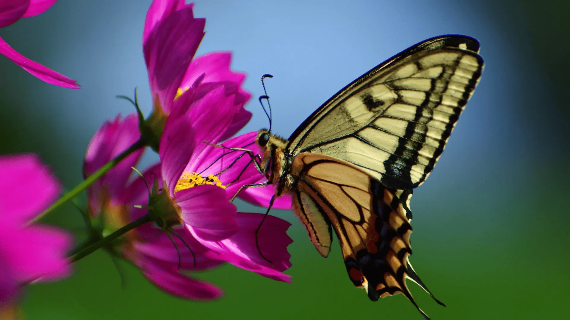 Motyl