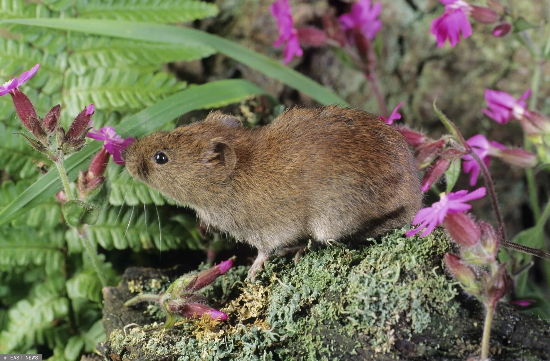 Nornica (Clethrionomys glareolus)