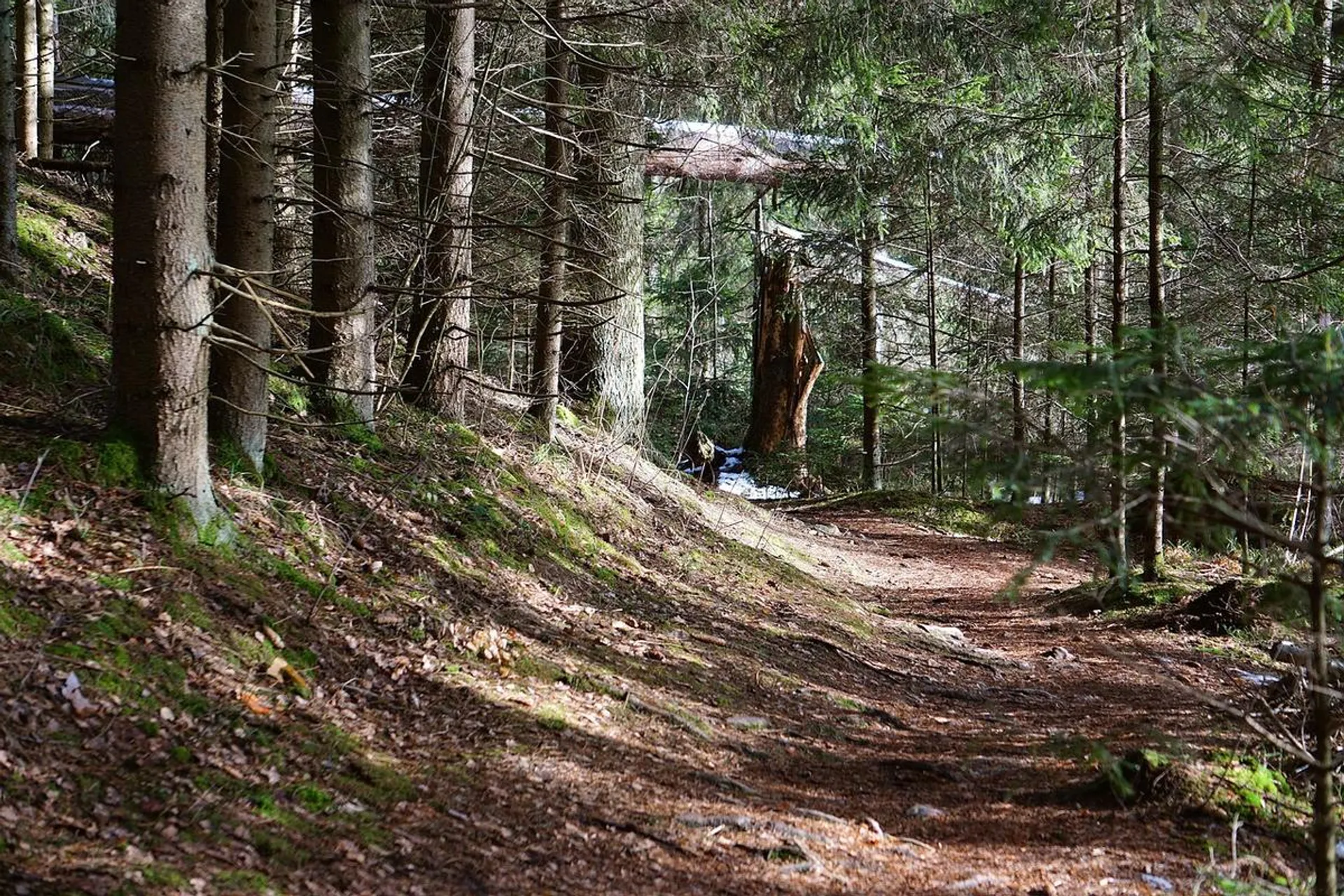 Raport techniczny dotyczący czasowych ograniczeń dostępności szlaków turystycznych w gminie Sanok