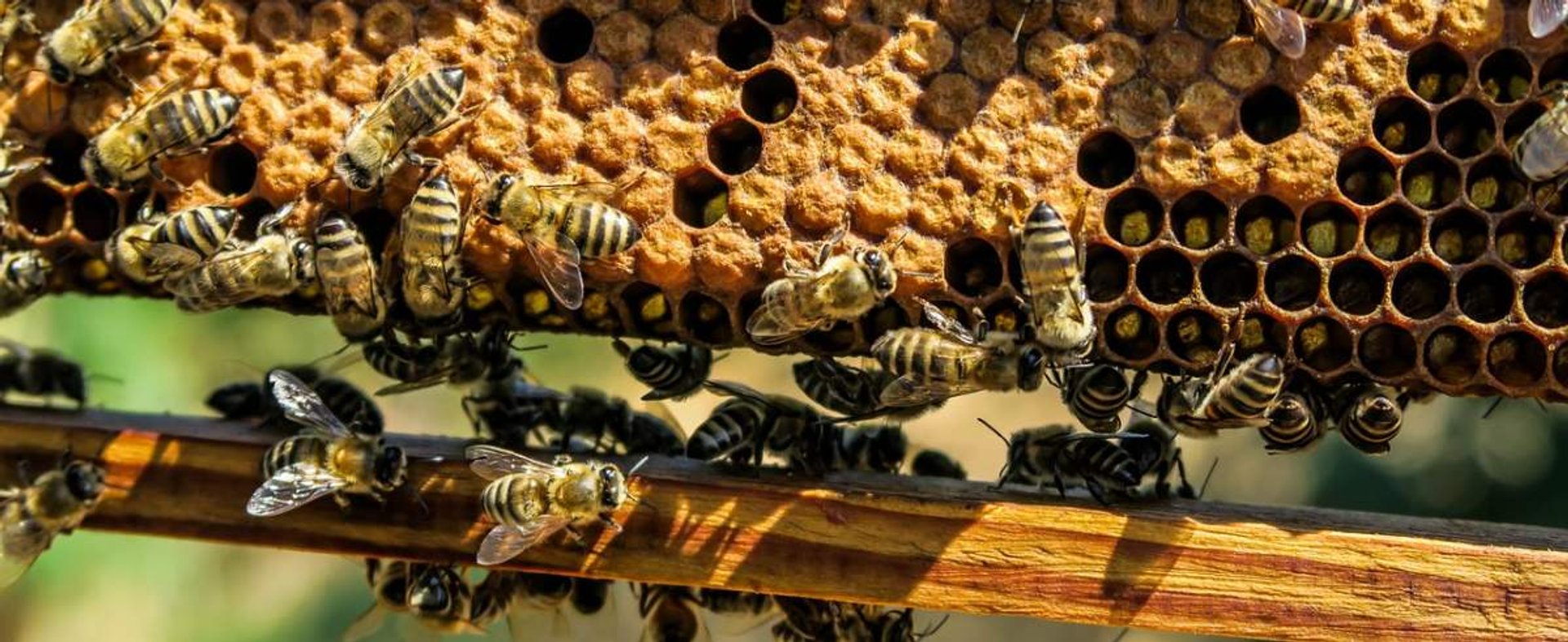 Pszczoła miodna - pożyteczny i świetnie zorganizowany owad