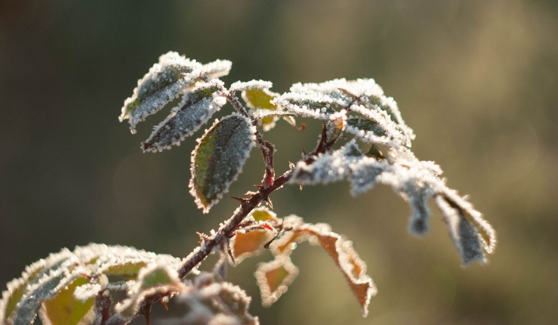 okrywanie roślin, zabezpieczanie roślin na zimę