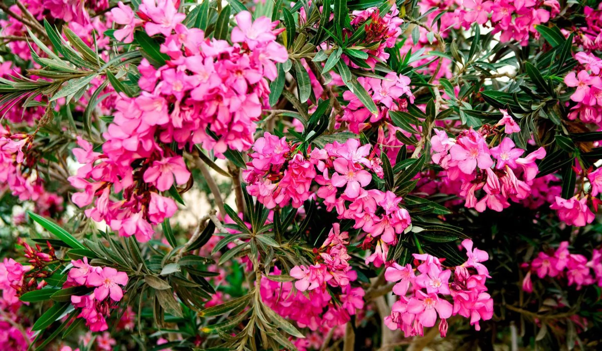 oleander kwiaty