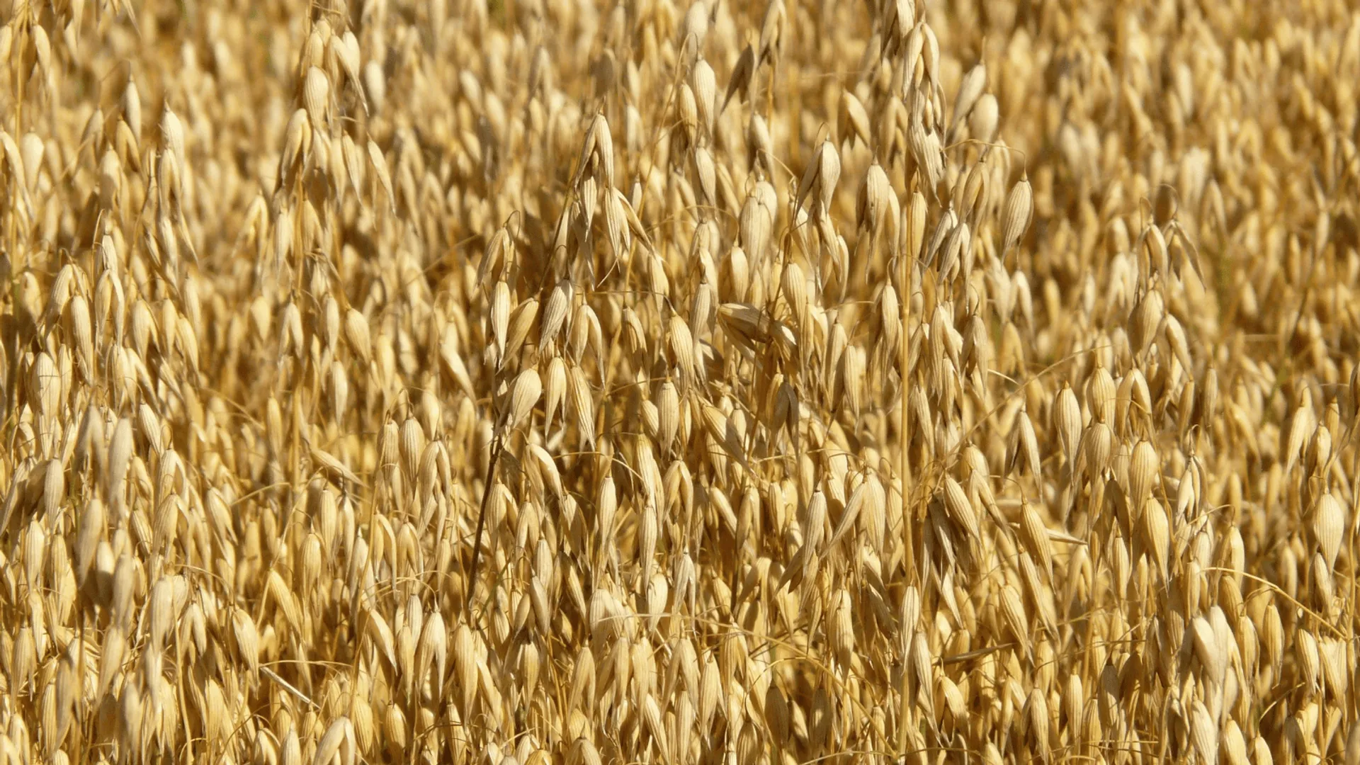 Polacy marzną w domach, a pelletu brak. Rolnicy wiedzą, gdzie znaleźć tańszy zamiennik