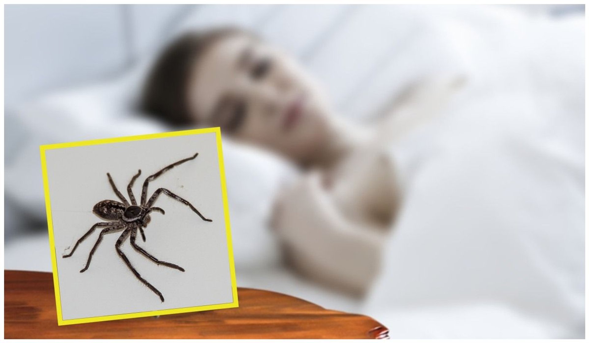 Czy naprawdę zjadamy pająki podczas spania?