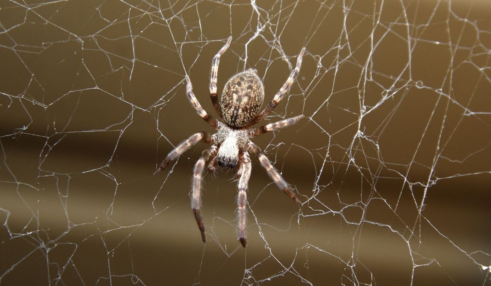jak pozbyć się pająków z domu