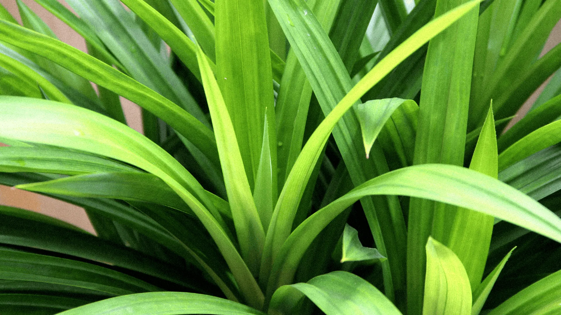 Ta przyprawa z Azji rozprawi się z bólem głowy. Działa też antynowotworowo